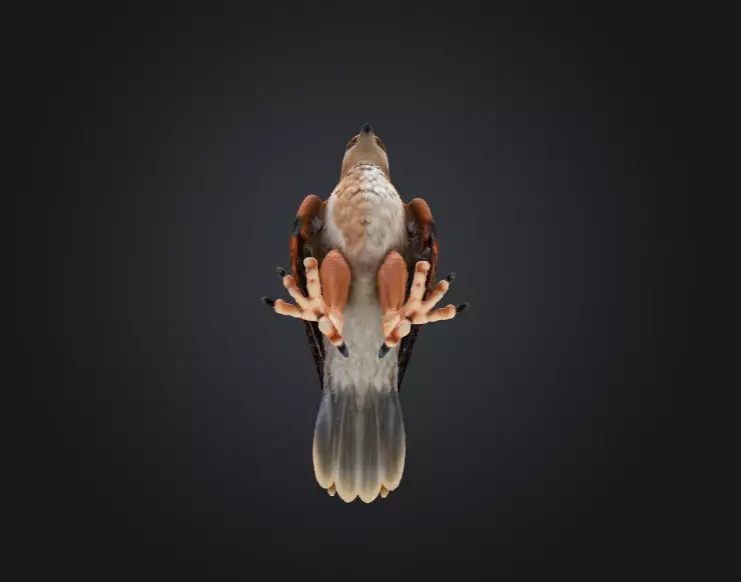 Majestic Hawk Low-poly 3D model_17