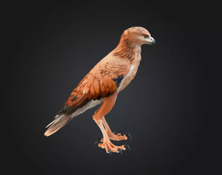 Majestic Hawk Low-poly 3D model_4