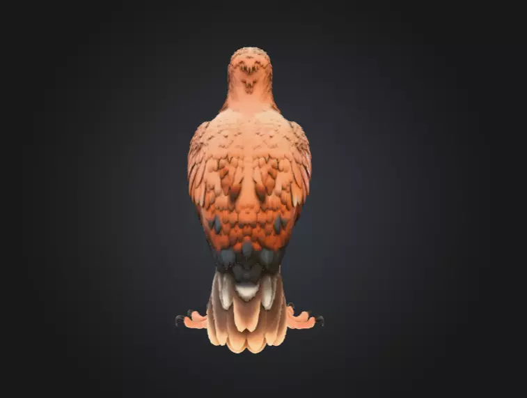 Majestic Hawk Low-poly 3D model_6