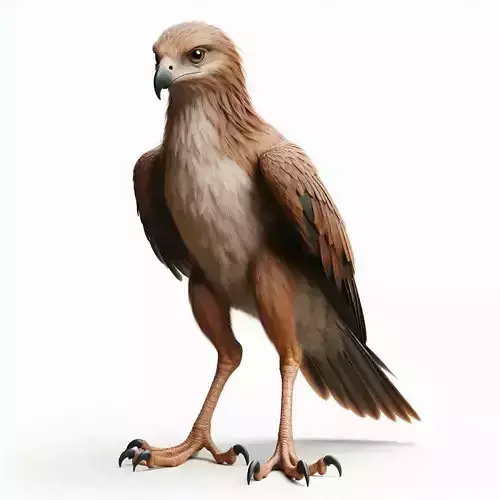 Majestic Hawk Low-poly 3D model