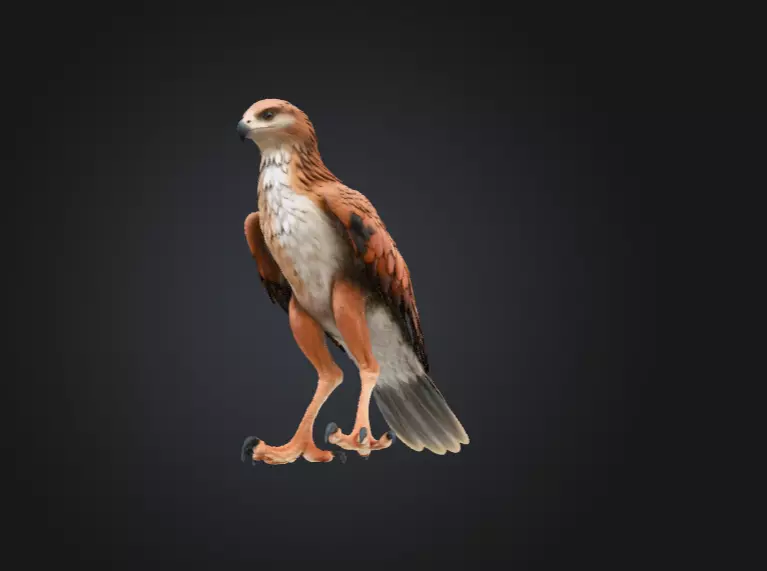 Majestic Hawk Low-poly 3D model_15
