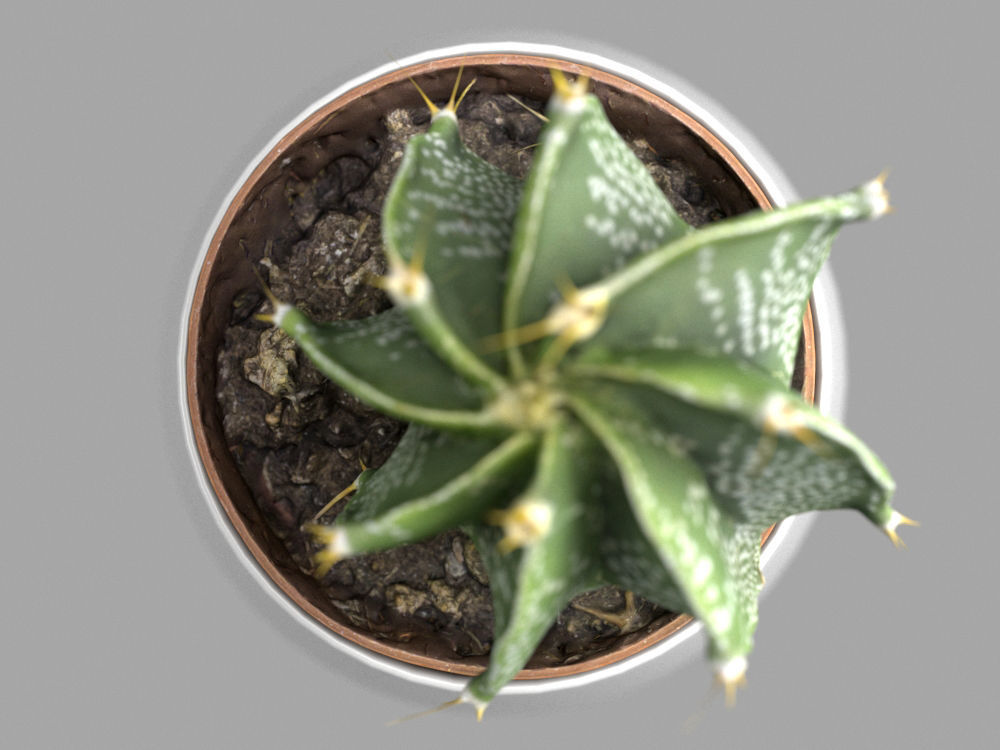 Cactus Decorative Vase 3D model_2