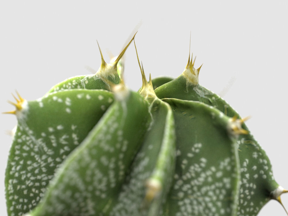 Cactus Decorative Vase 3D model_3