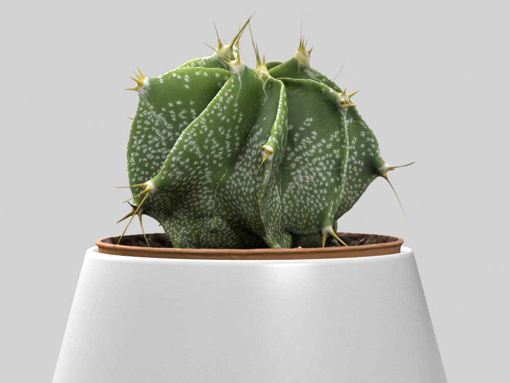 Cactus Decorative Vase 3D model_1