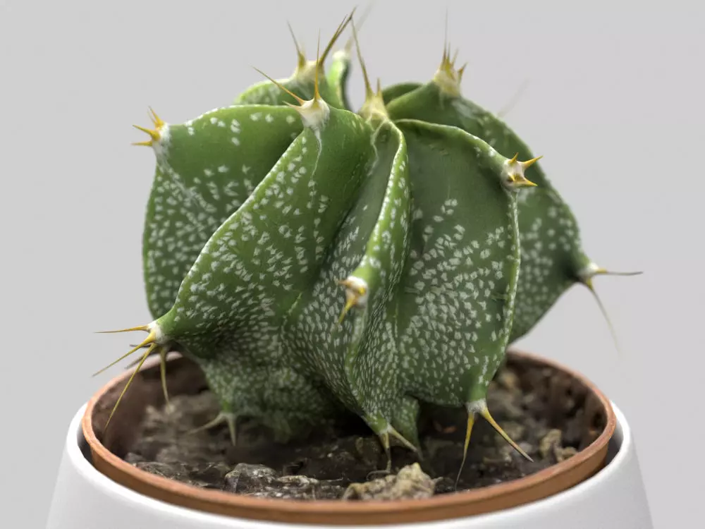 Cactus Decorative Vase 3D model_0