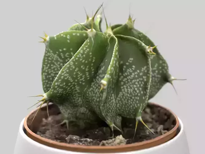 Cactus Decorative Vase