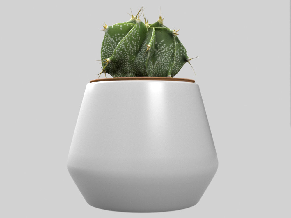 Cactus Decorative Vase 3D model_5