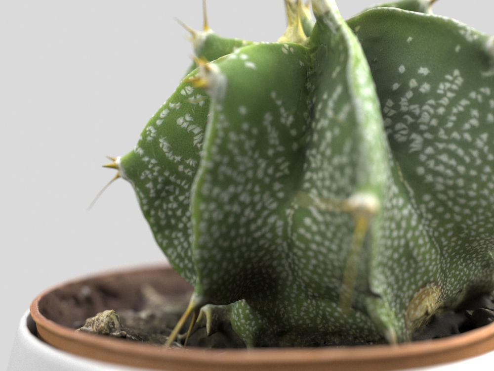 Cactus Decorative Vase 3D model_4