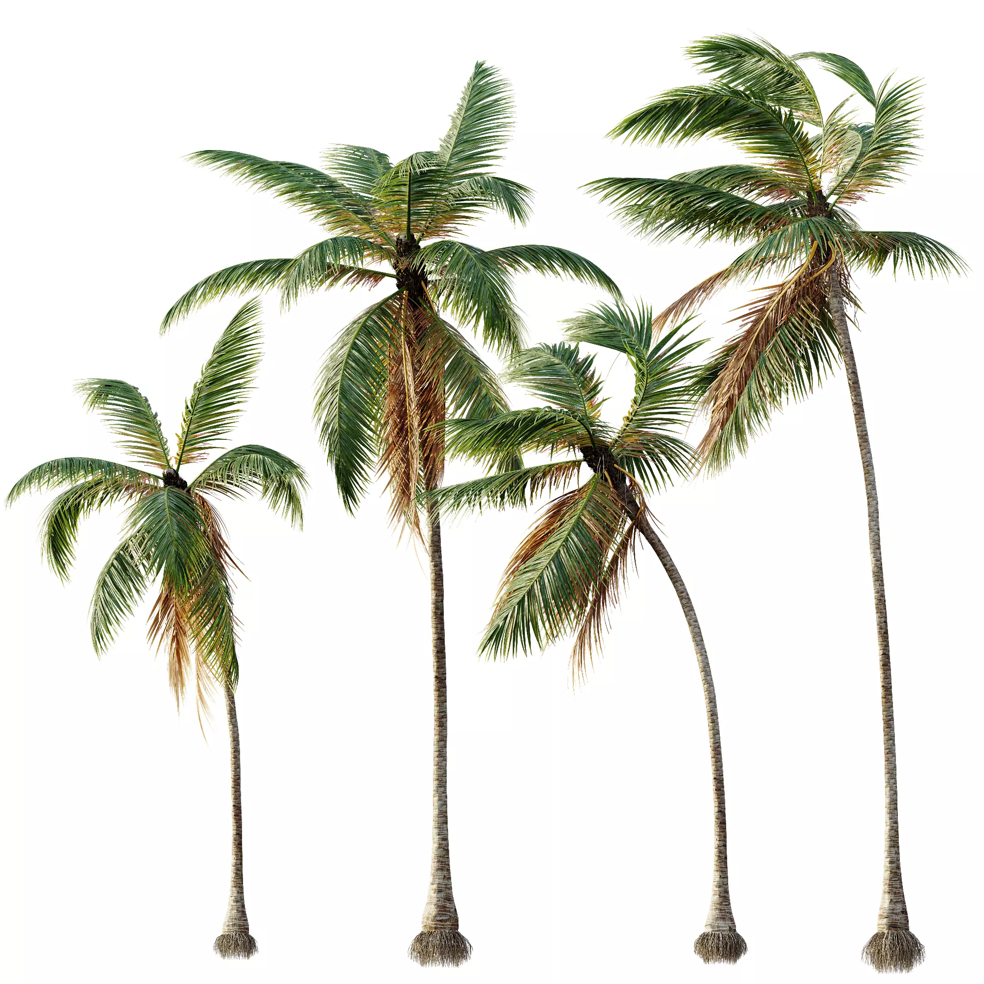 AV Cocos Nucifera 6 palm trees 3D model_7
