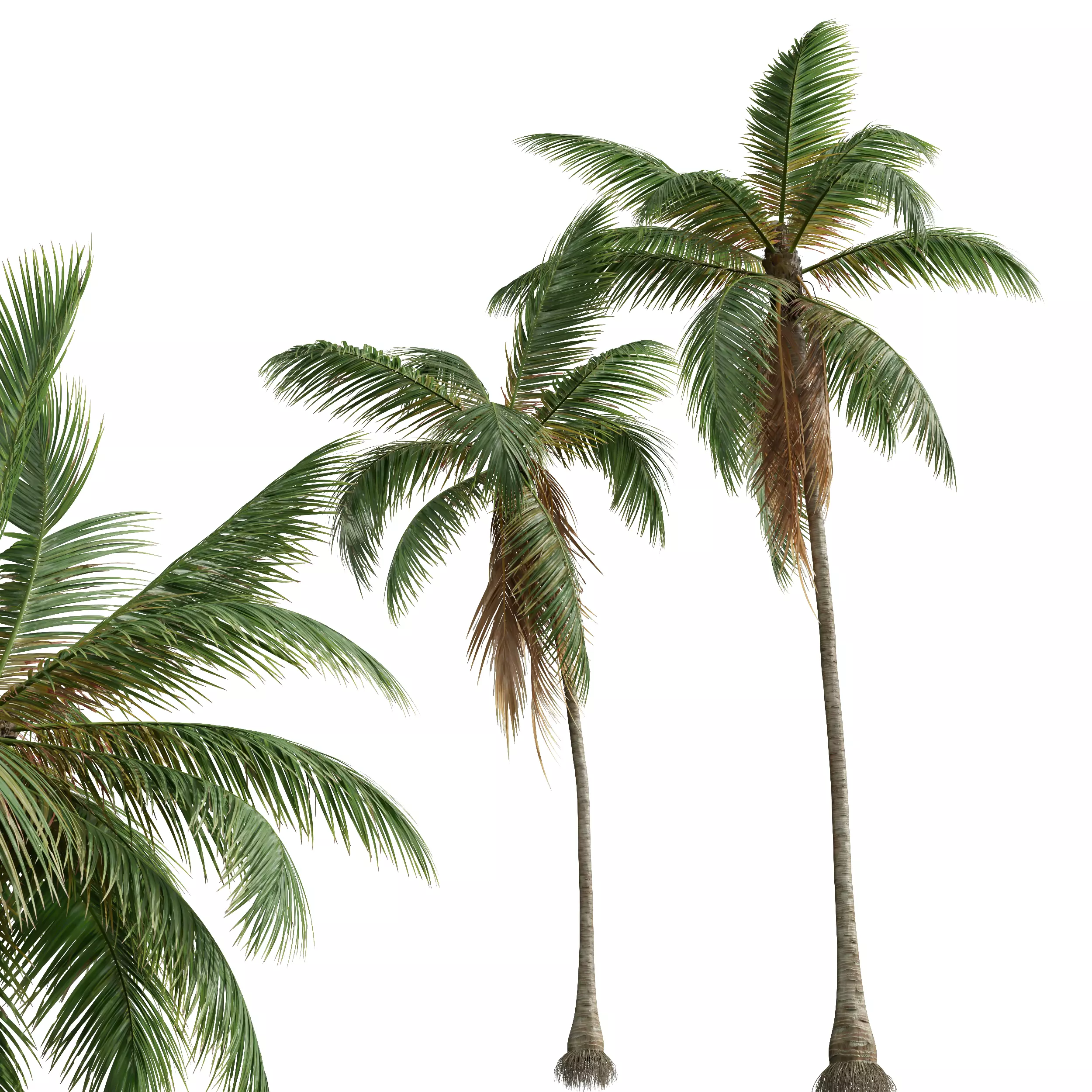 AV Cocos Nucifera 6 palm trees 3D model_1