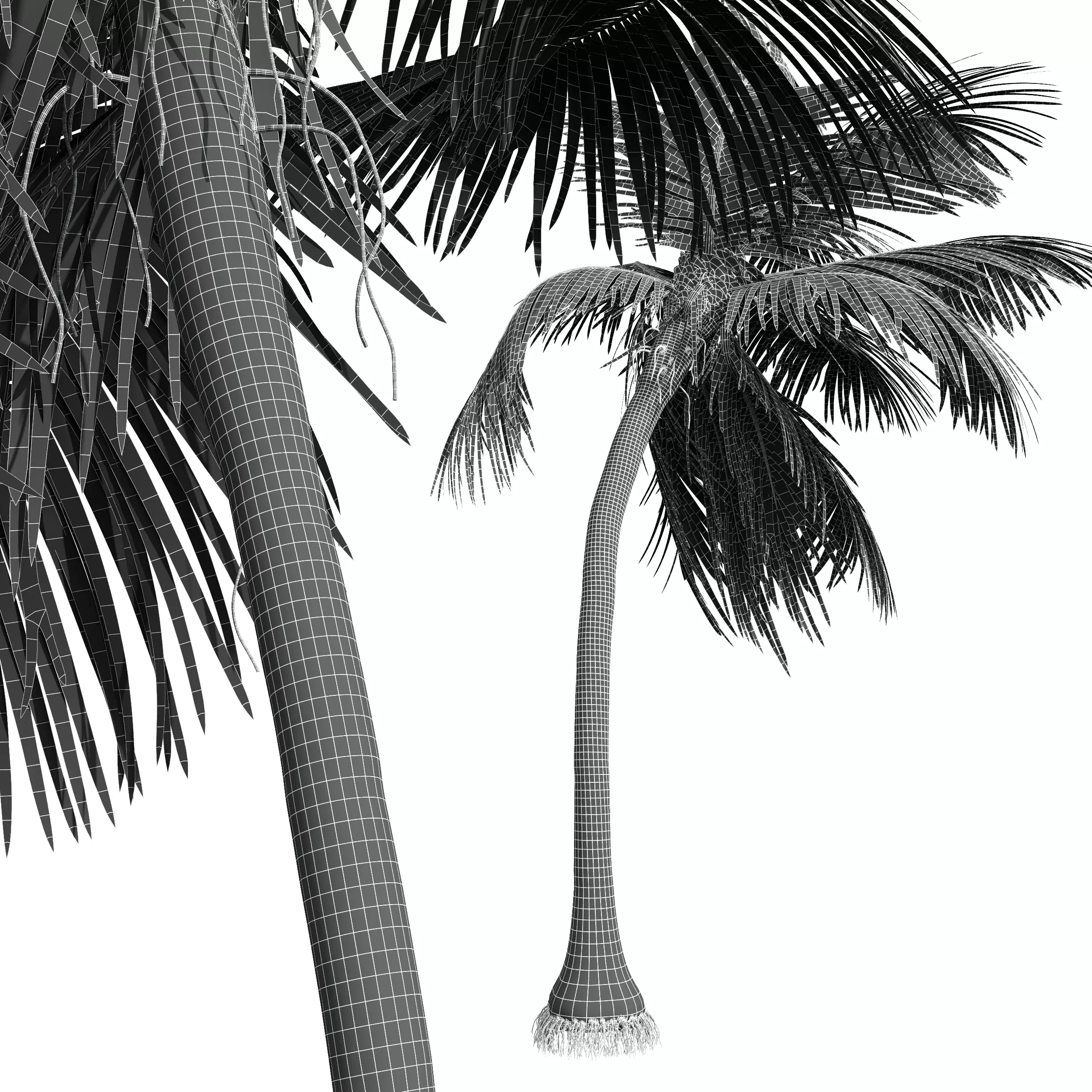 AV Cocos Nucifera 6 palm trees 3D model_8
