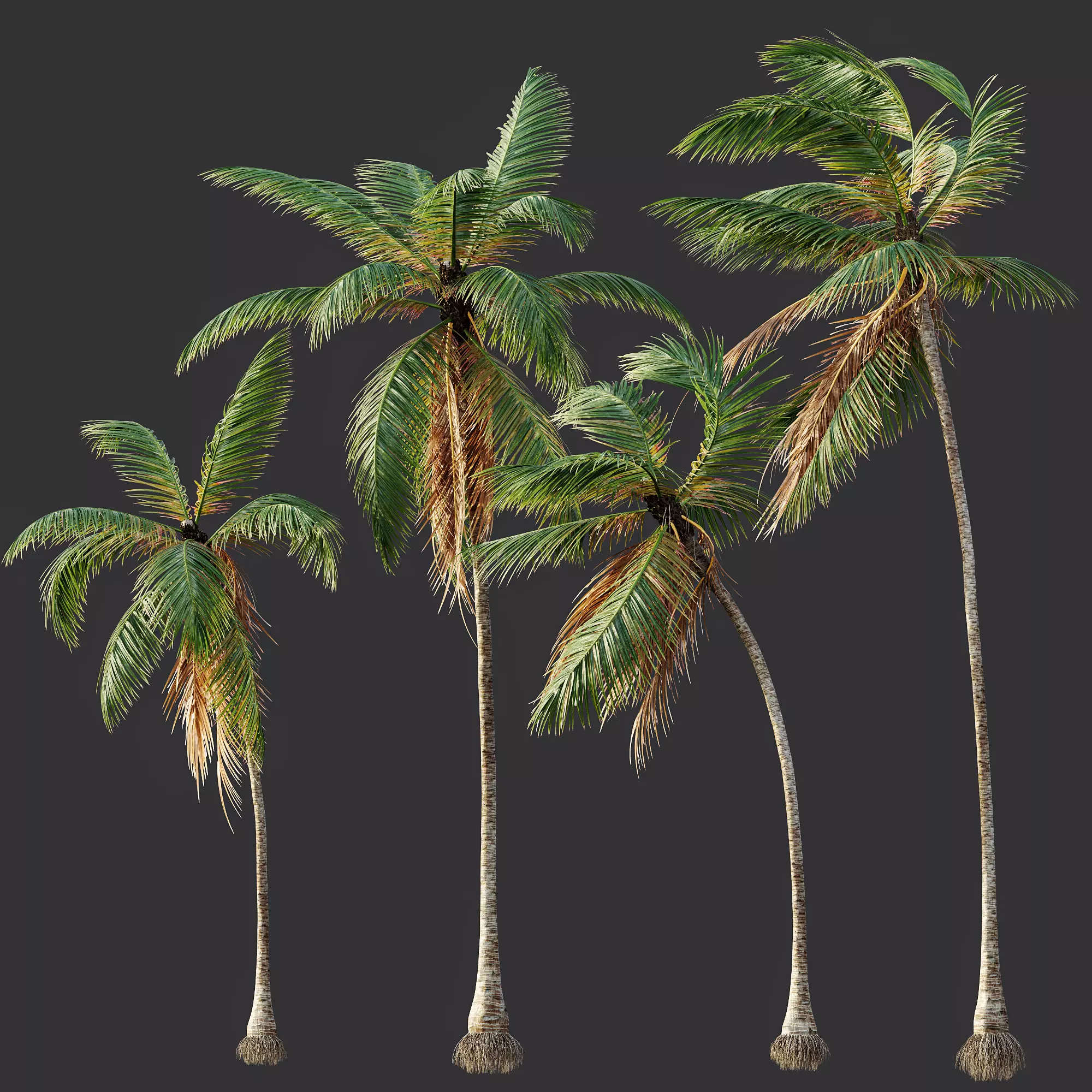 AV Cocos Nucifera 6 palm trees 3D model_6