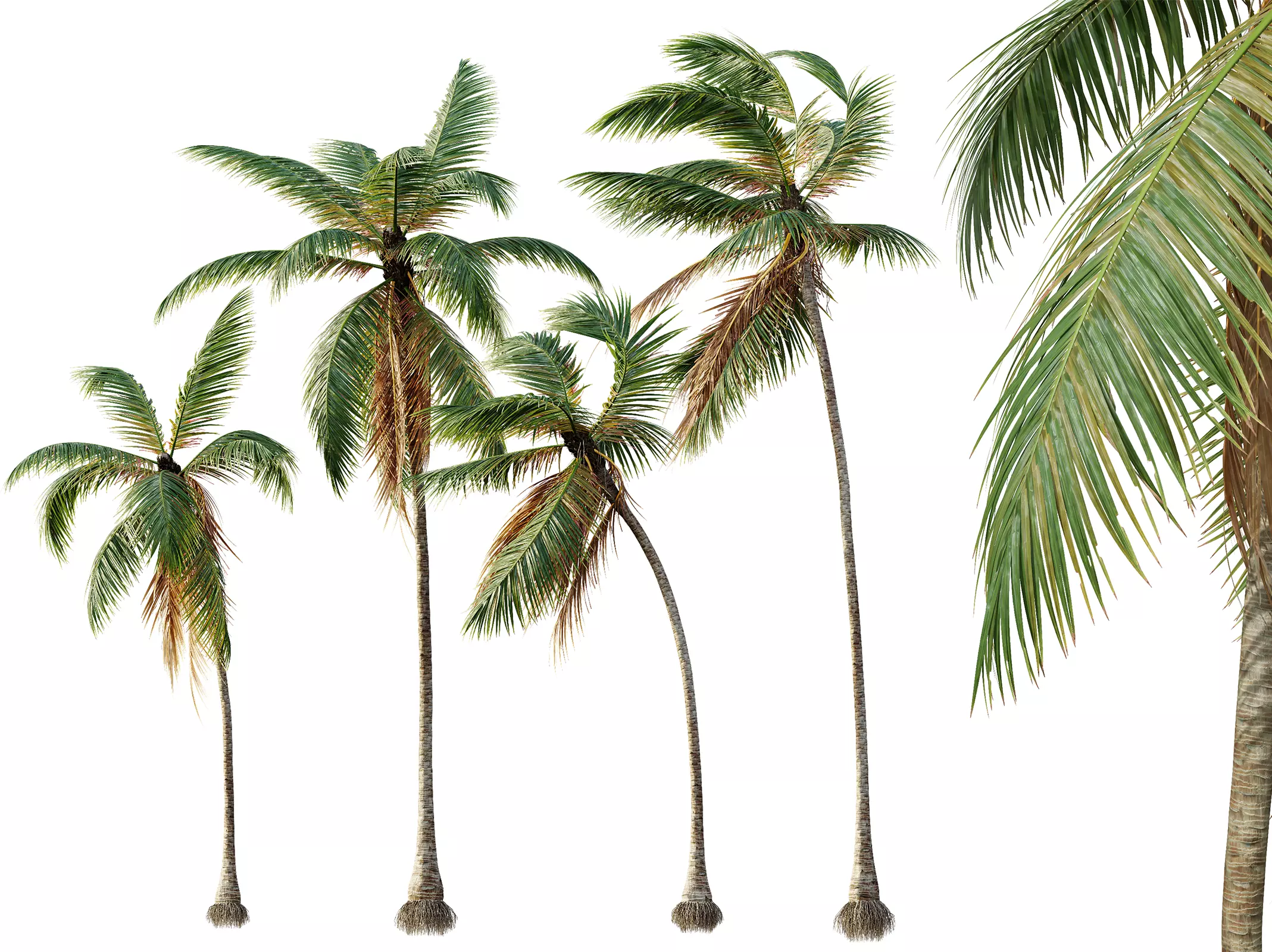 AV Cocos Nucifera 6 palm trees 3D model_0