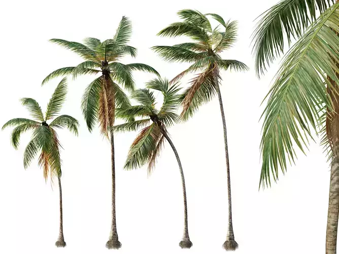 AV Cocos Nucifera 6 palm trees 3D model