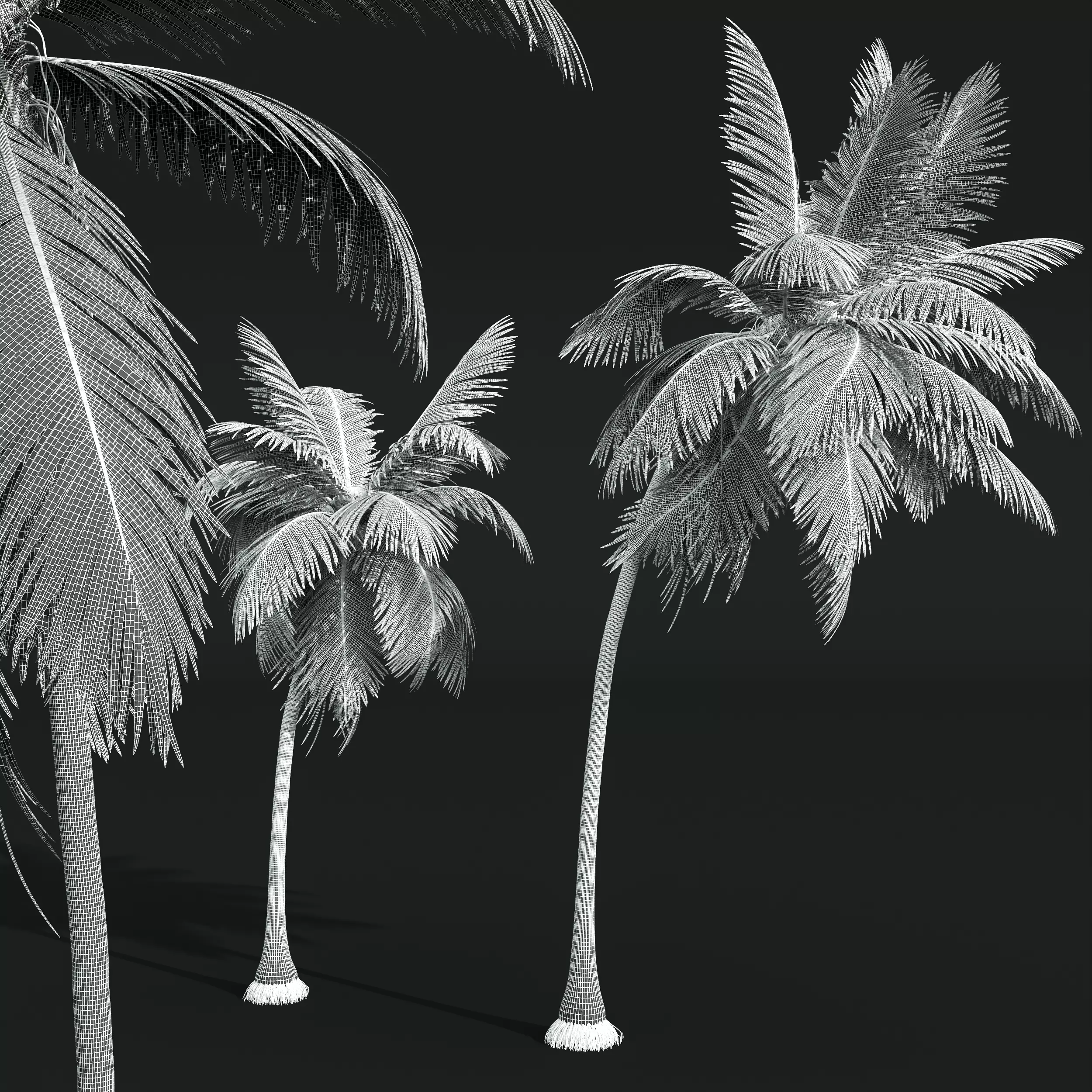 AV Cocos Nucifera 6 palm trees 3D model_9