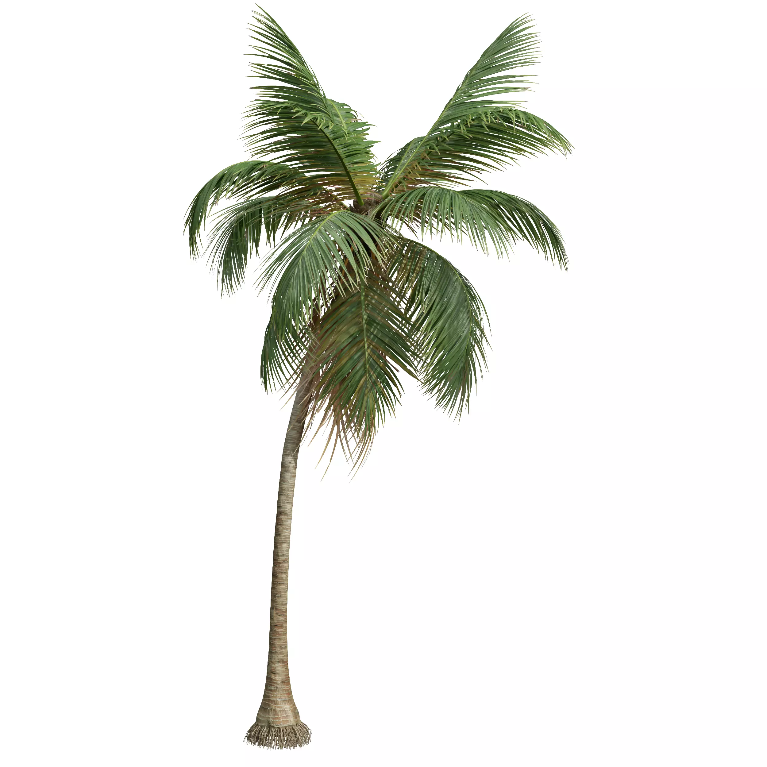 AV Cocos Nucifera 6 palm trees 3D model_3