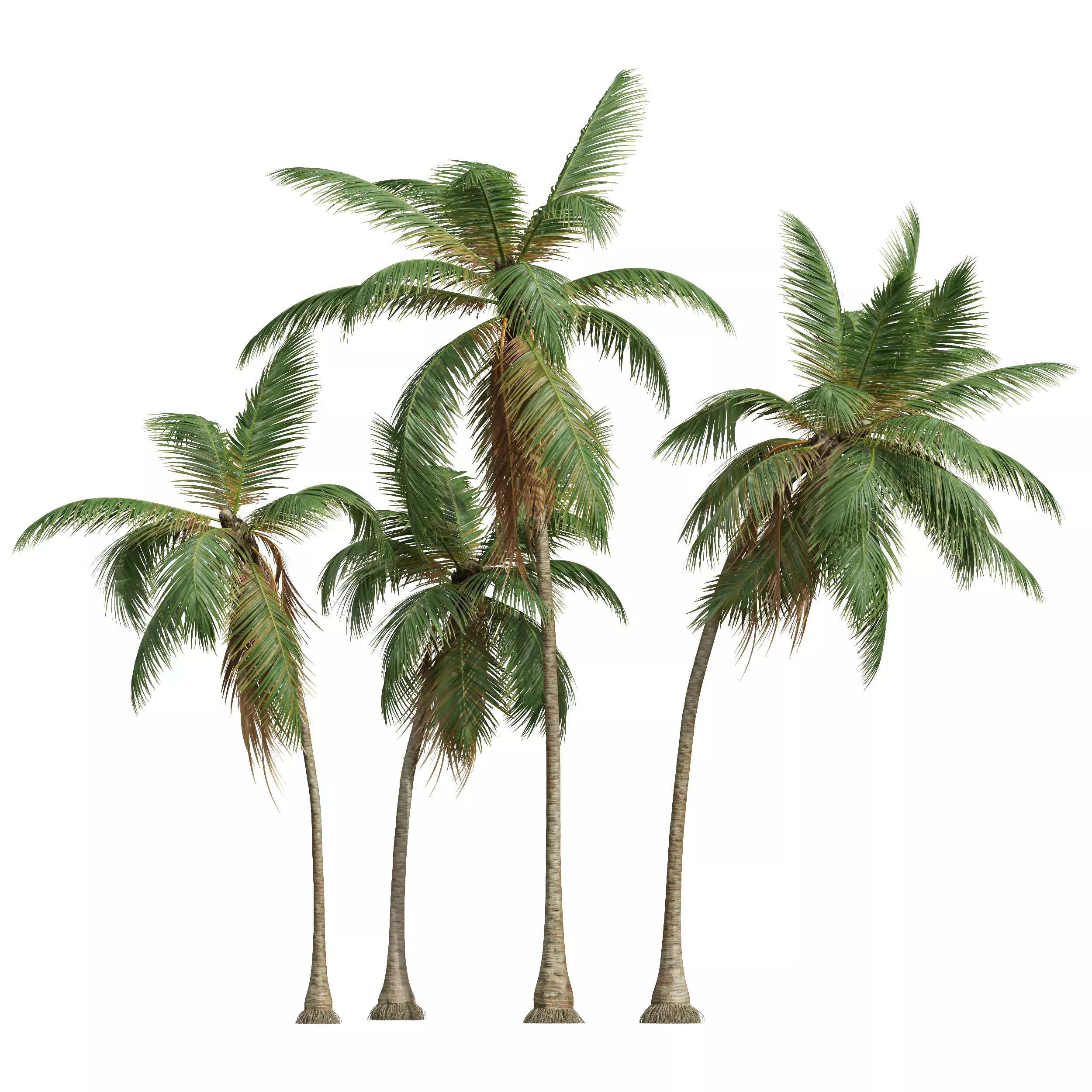 AV Cocos Nucifera 6 palm trees 3D model_5