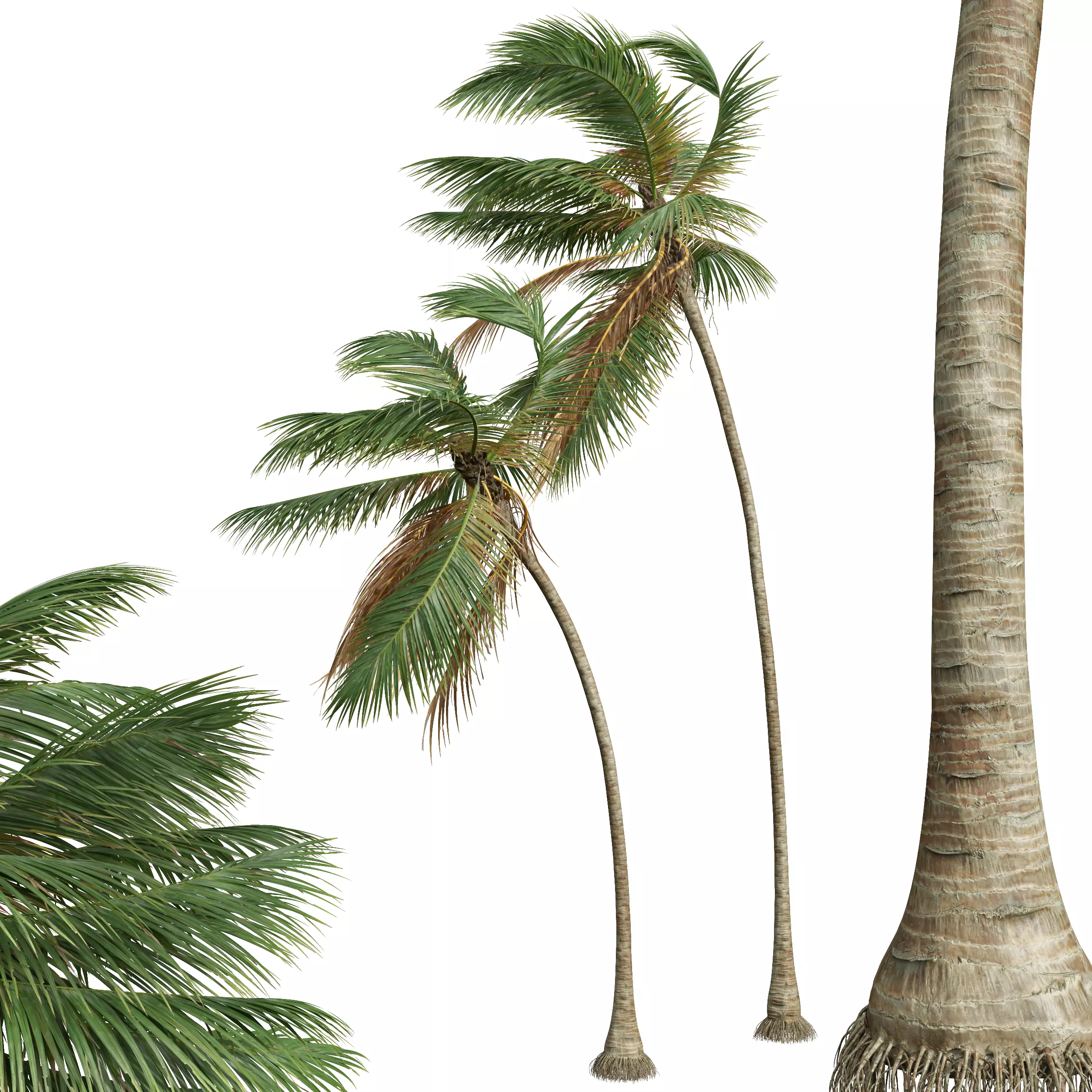 AV Cocos Nucifera 6 palm trees 3D model_4