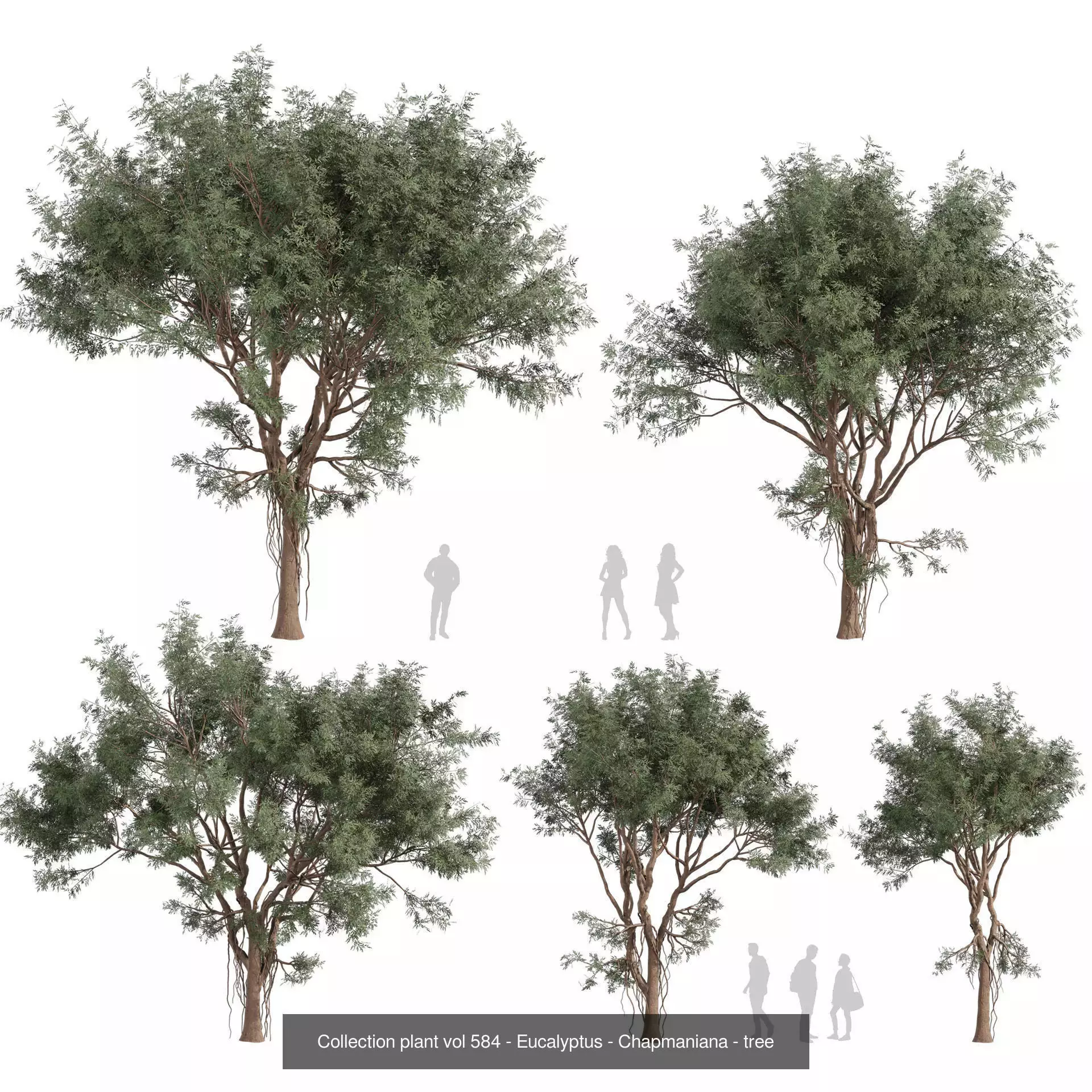 80 High-Quality Eucalyptus Tree Models Pack 3D Model Collection_42
