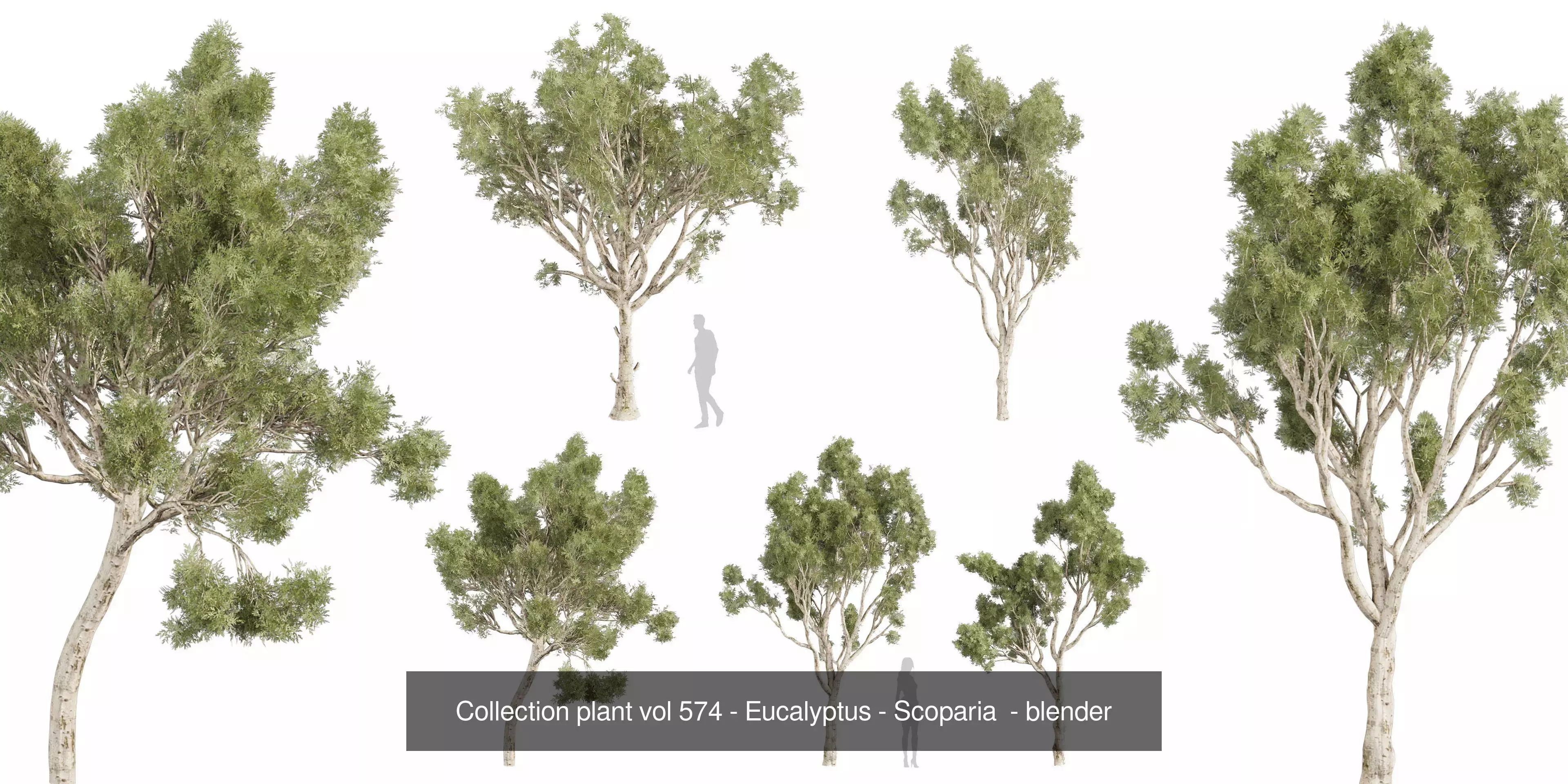 80 High-Quality Eucalyptus Tree Models Pack 3D Model Collection_11