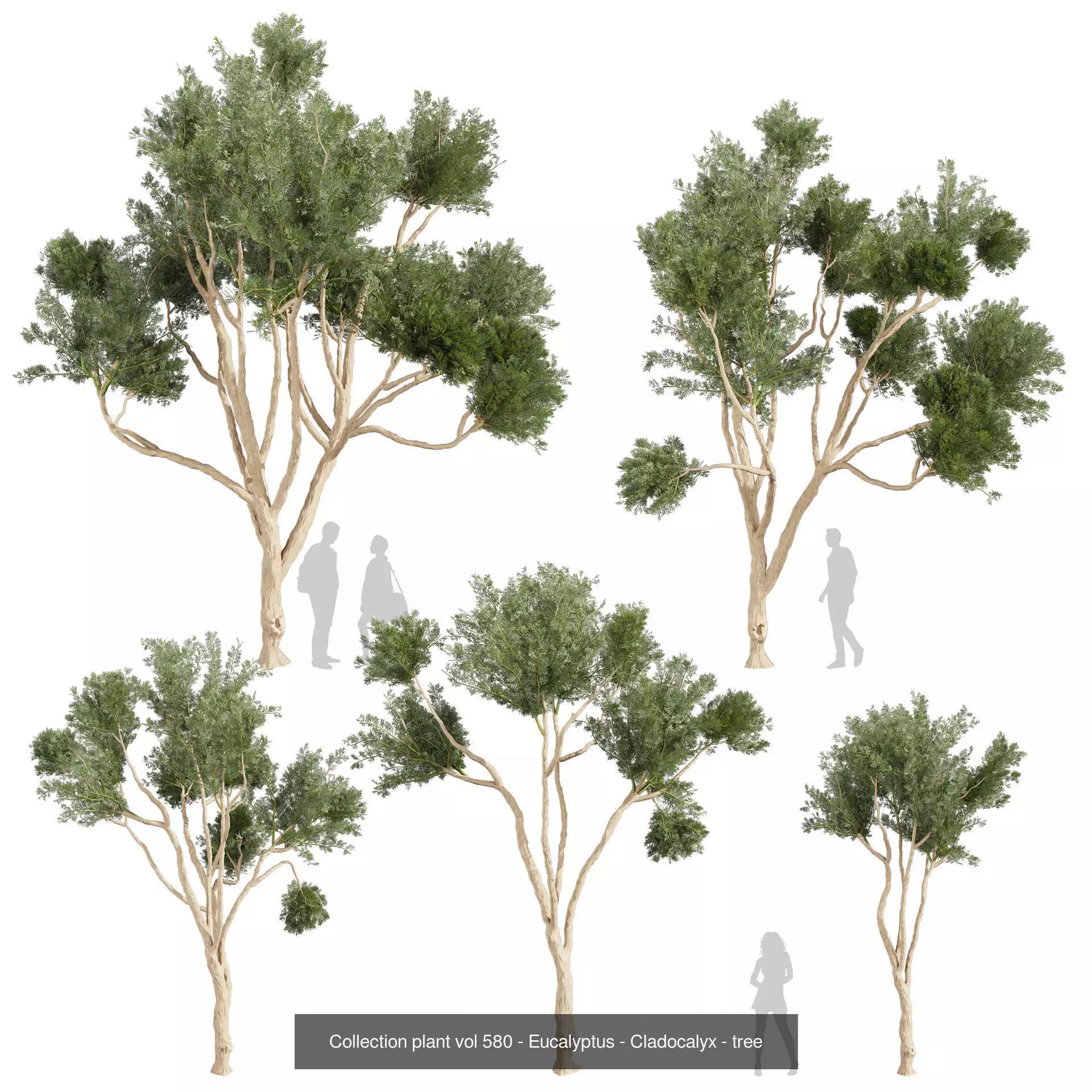80 High-Quality Eucalyptus Tree Models Pack 3D Model Collection_33