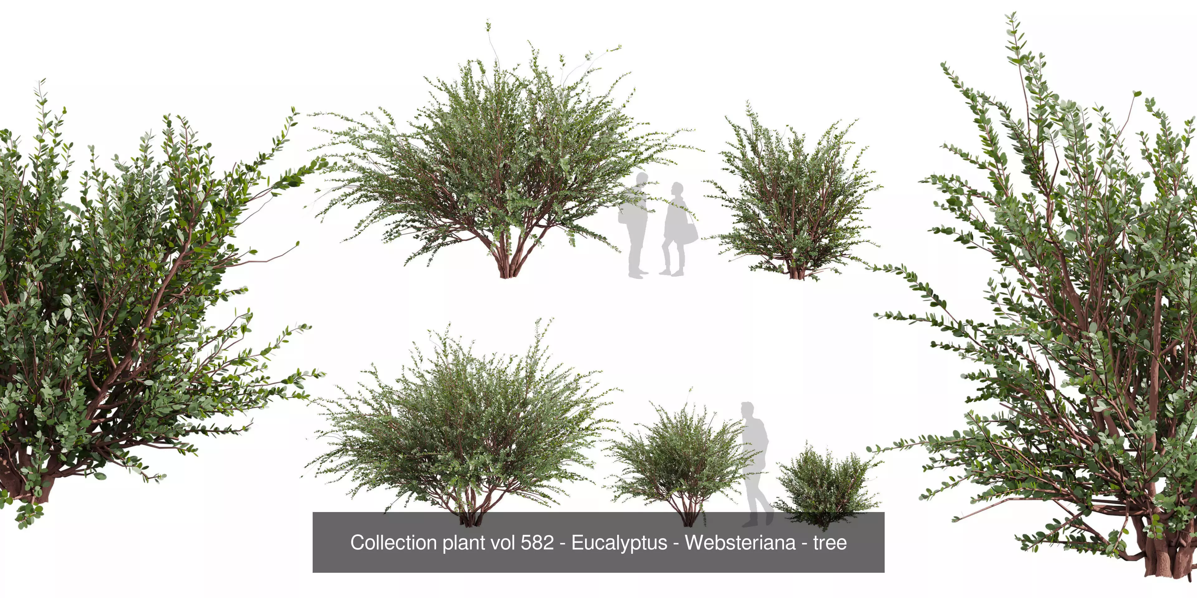 80 High-Quality Eucalyptus Tree Models Pack 3D Model Collection_39