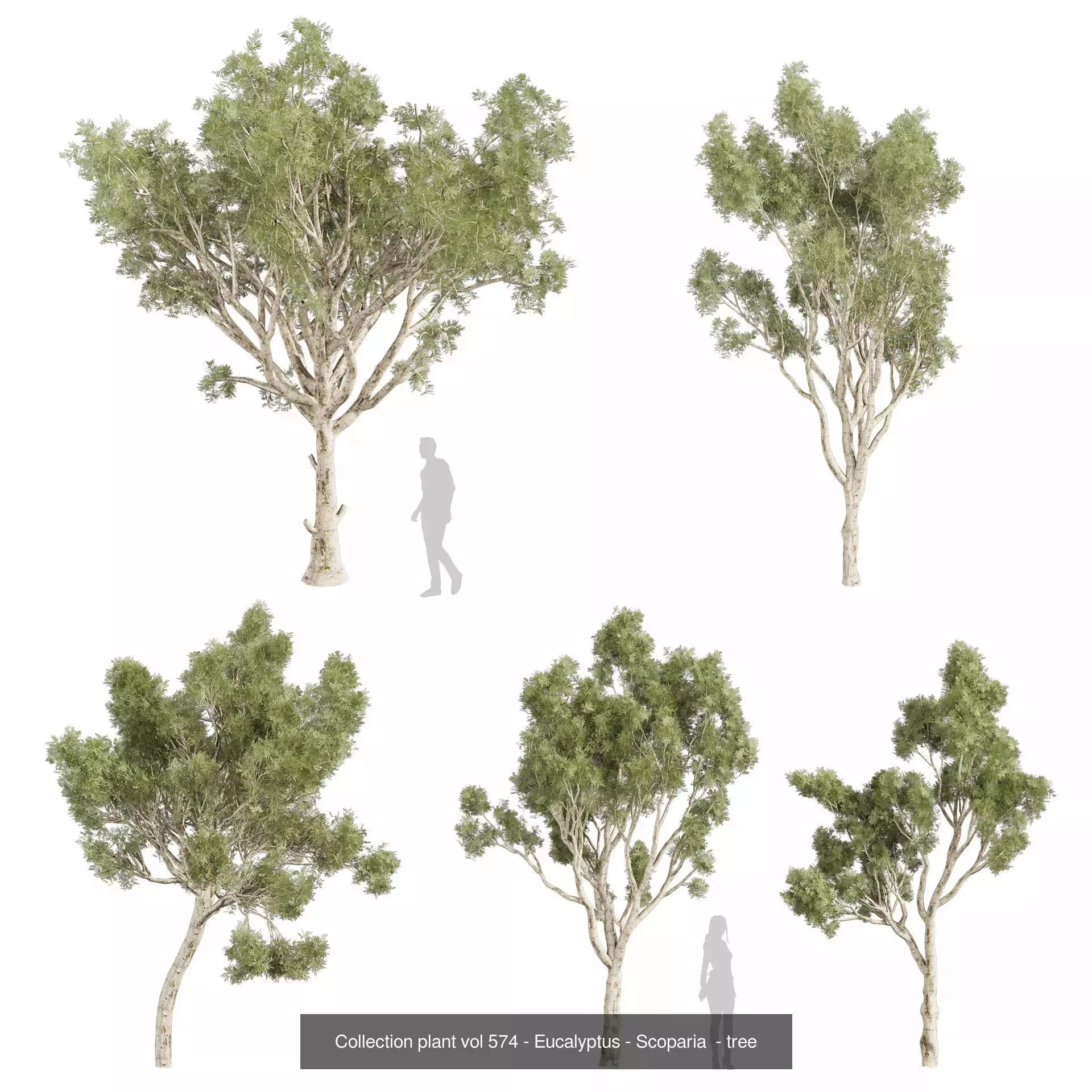 80 High-Quality Eucalyptus Tree Models Pack 3D Model Collection_9
