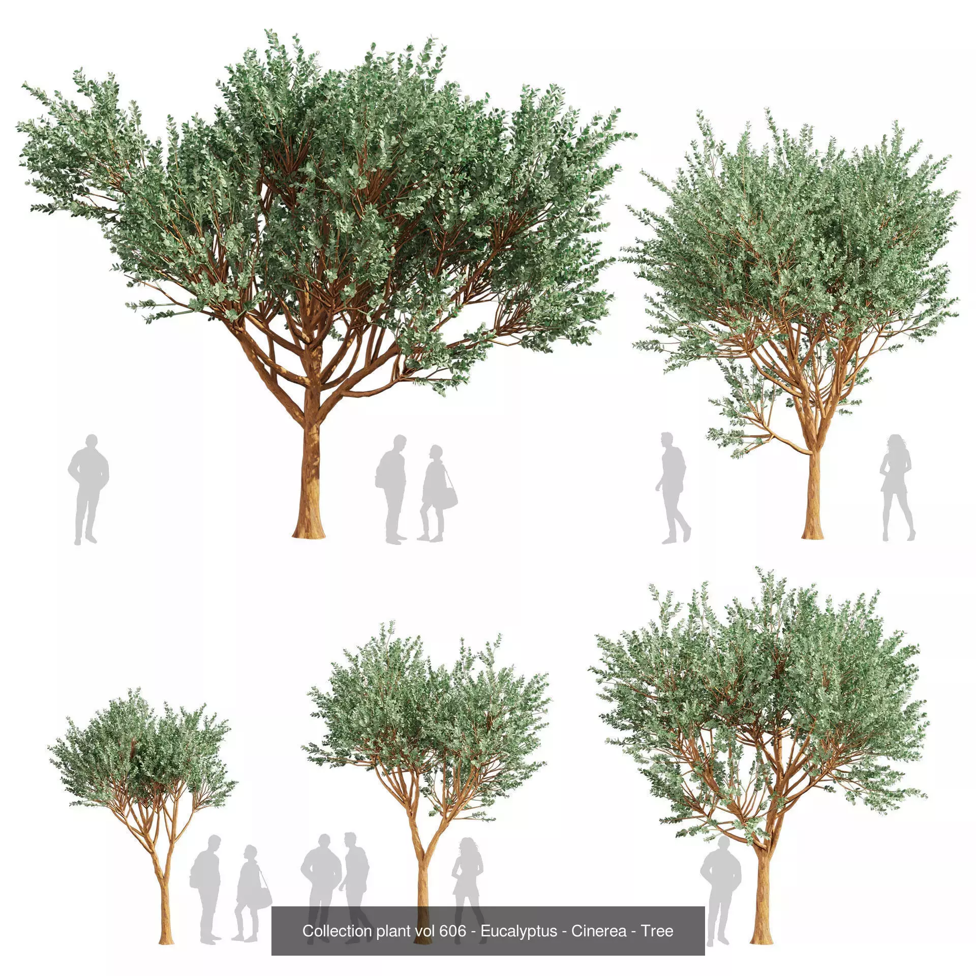 80 High-Quality Eucalyptus Tree Models Pack 3D Model Collection_50