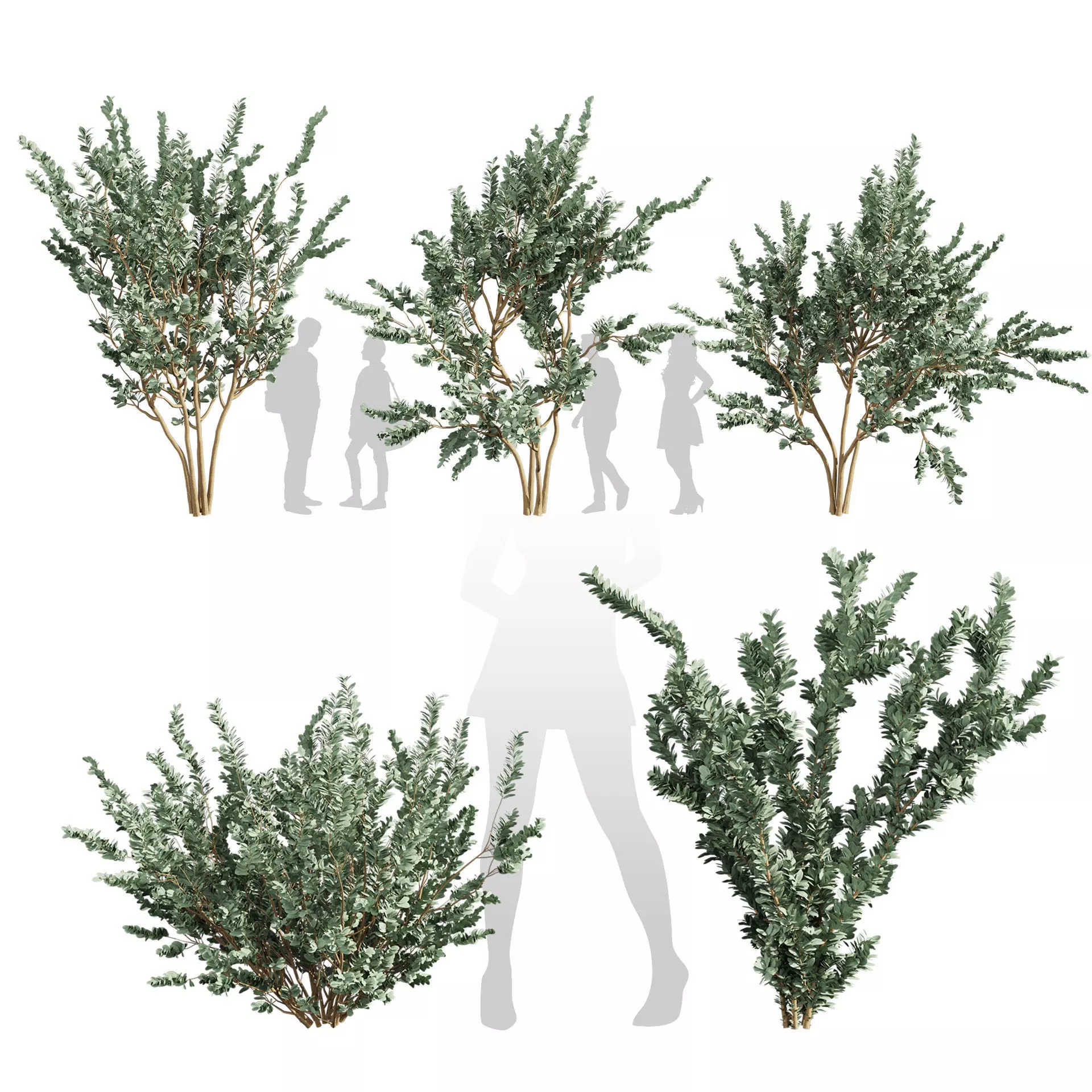 80 High-Quality Eucalyptus Tree Models Pack 3D Model Collection_32