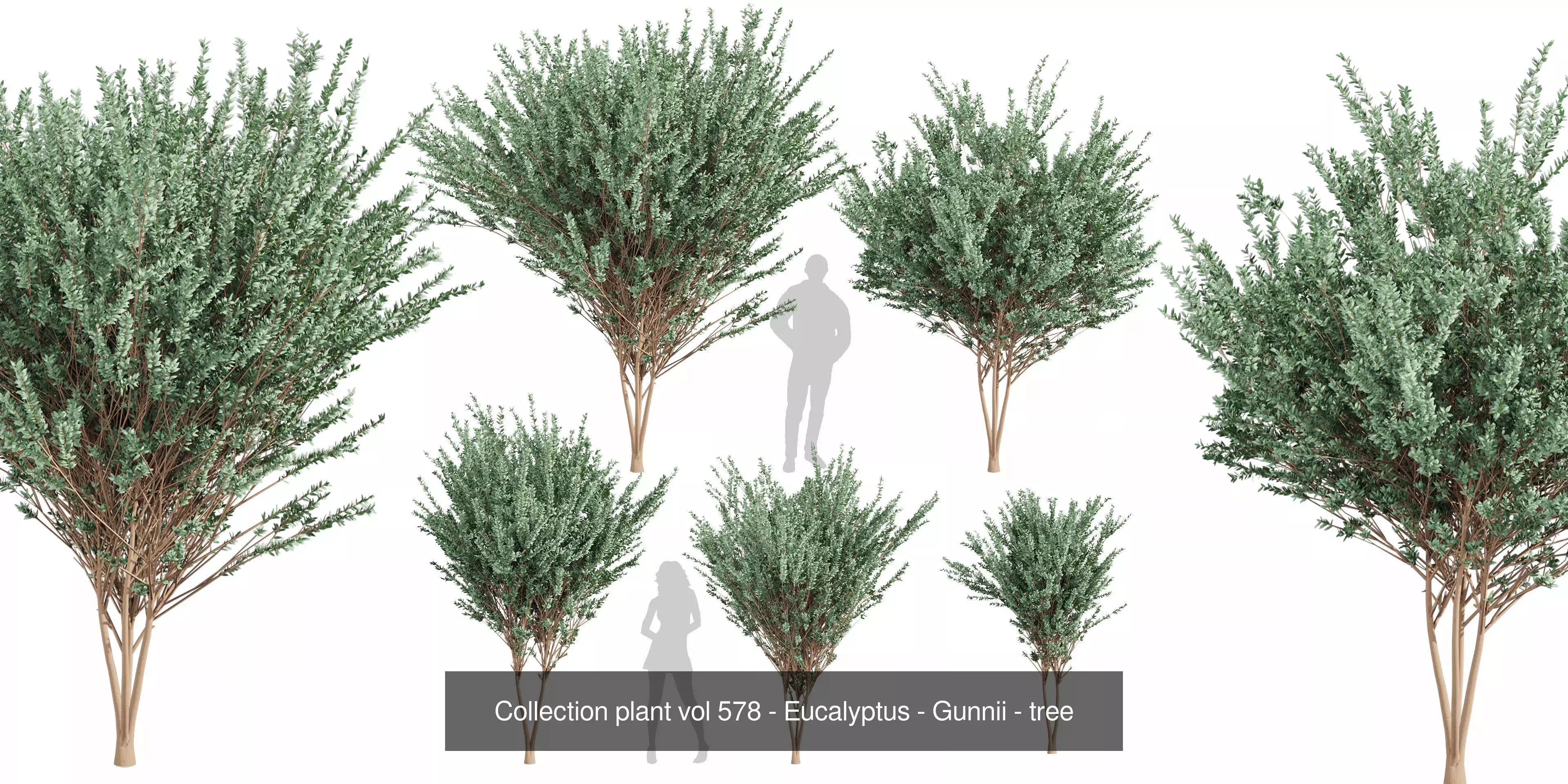 80 High-Quality Eucalyptus Tree Models Pack 3D Model Collection_27