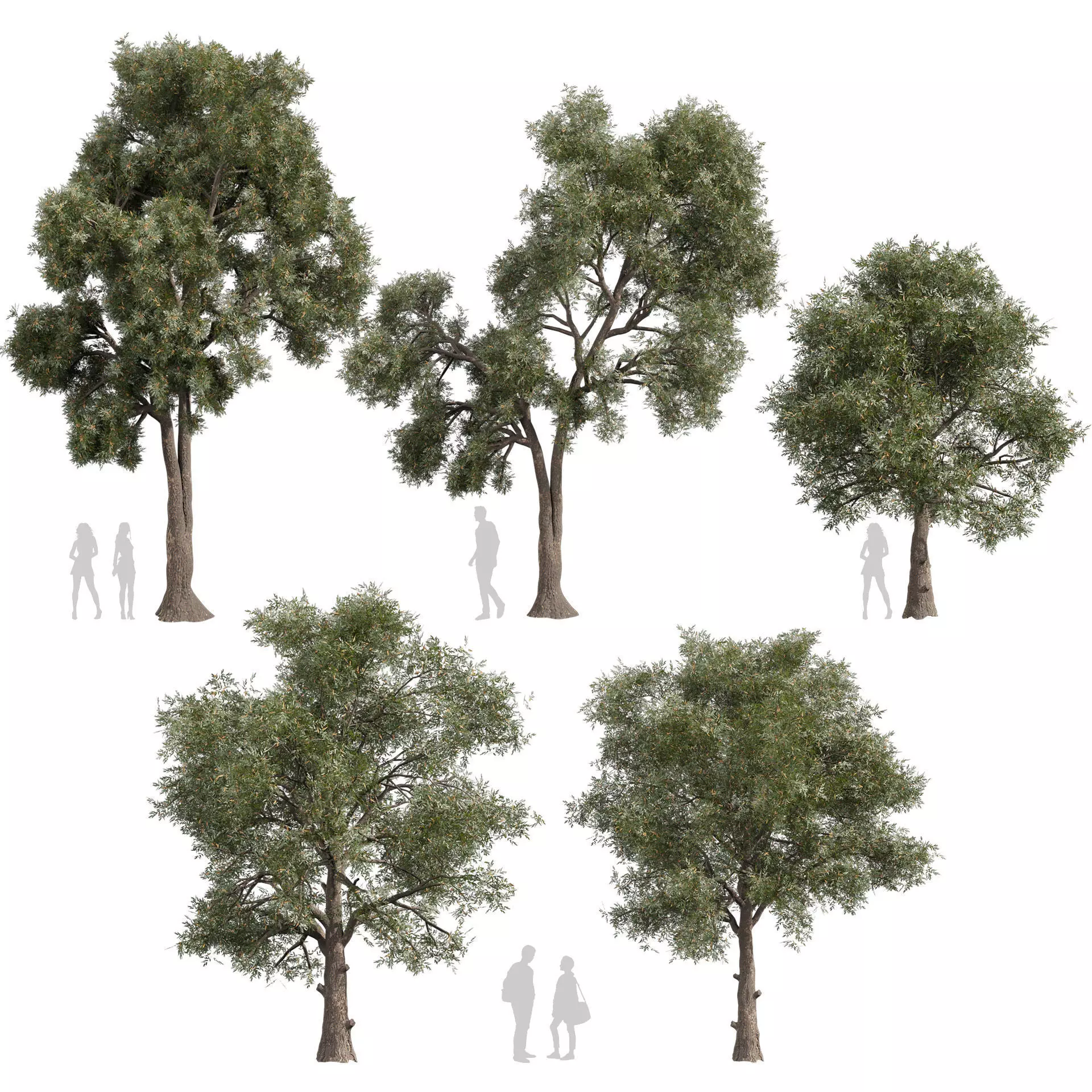 80 High-Quality Eucalyptus Tree Models Pack 3D Model Collection_8