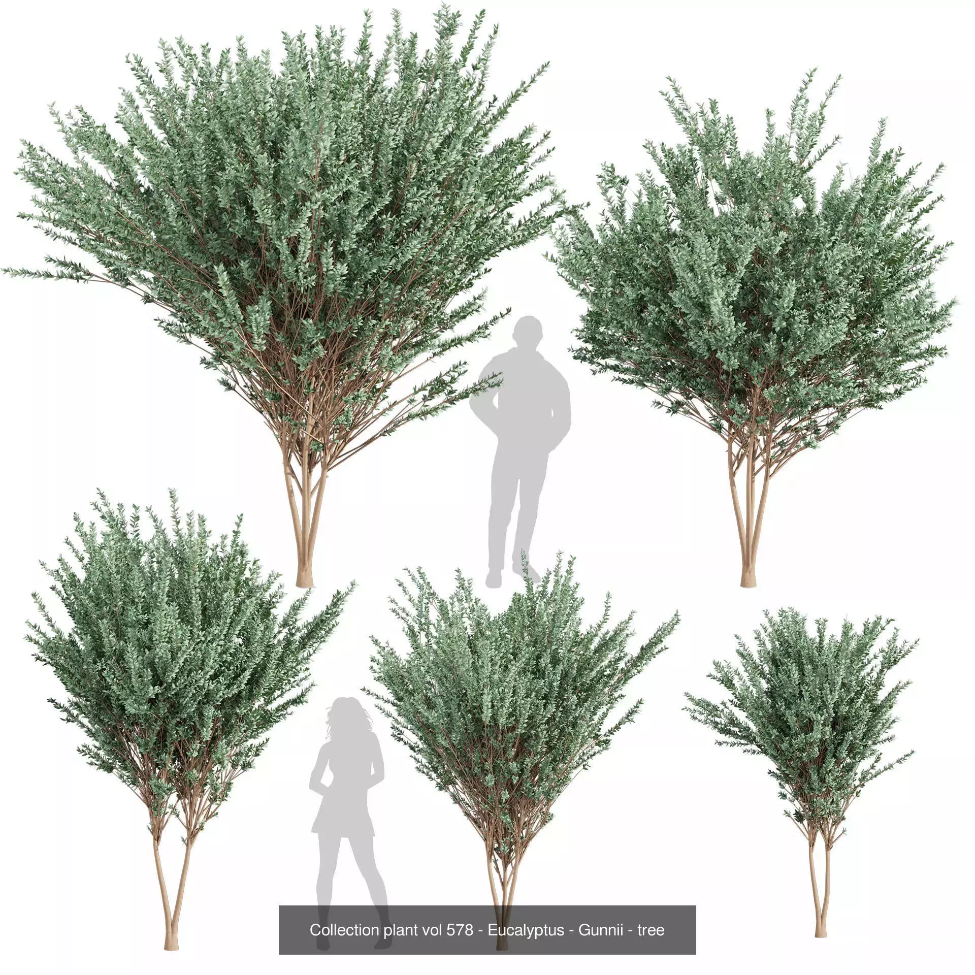 80 High-Quality Eucalyptus Tree Models Pack 3D Model Collection_25