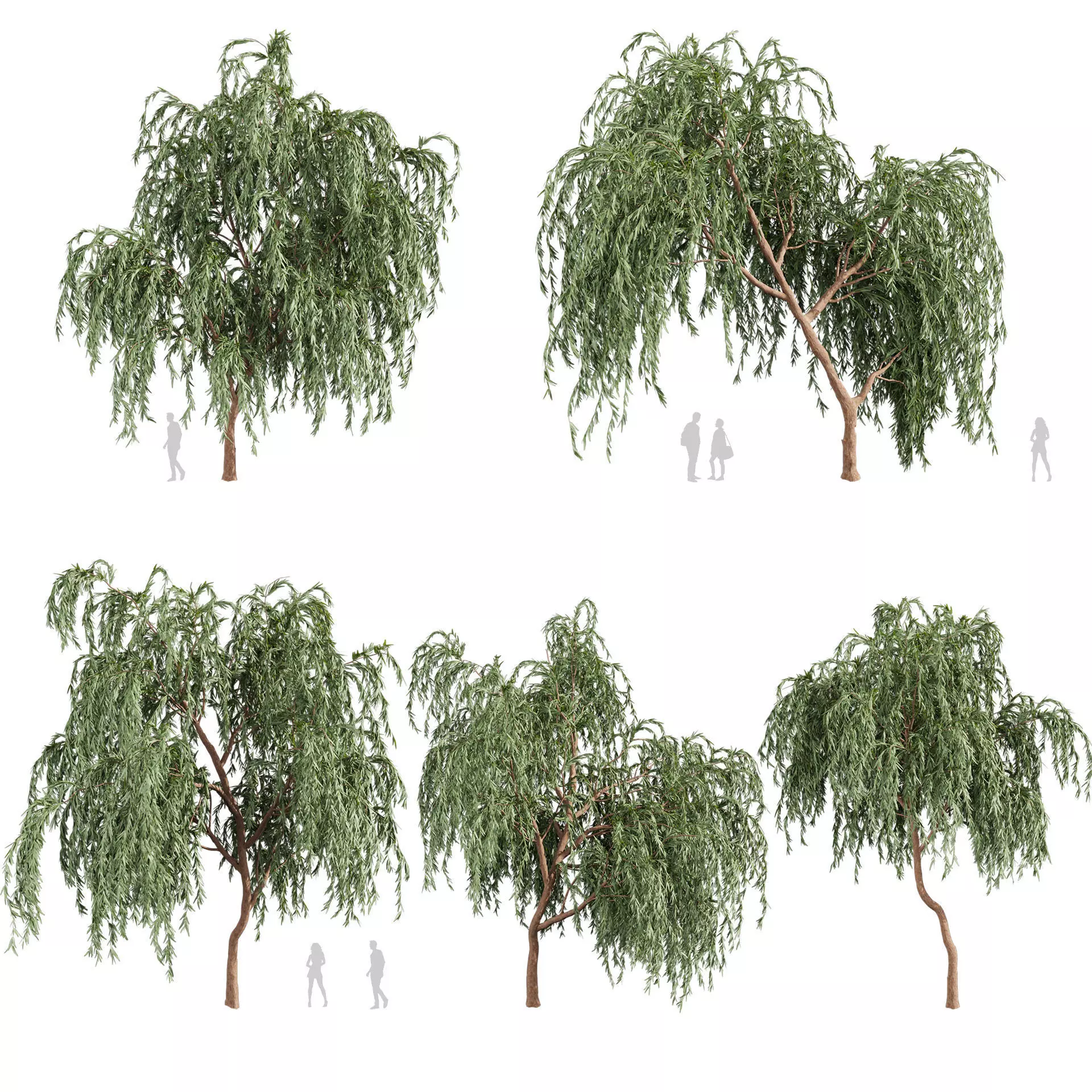 80 High-Quality Eucalyptus Tree Models Pack 3D Model Collection_16