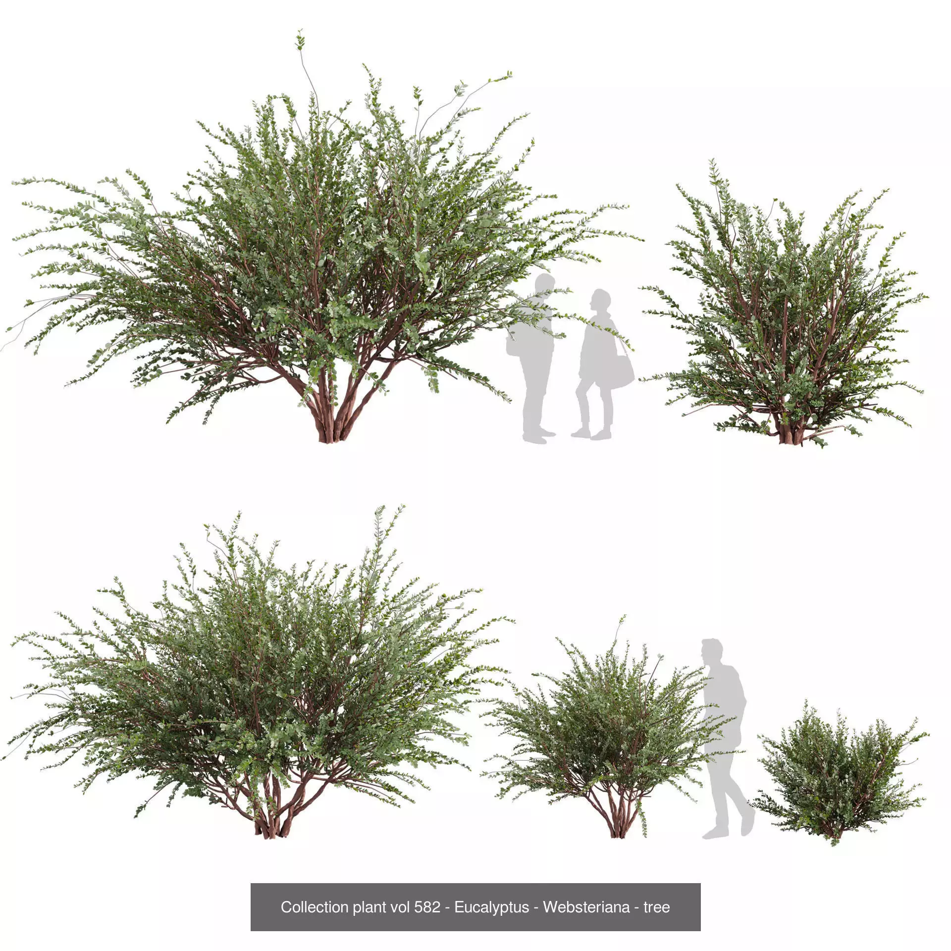 80 High-Quality Eucalyptus Tree Models Pack 3D Model Collection_38
