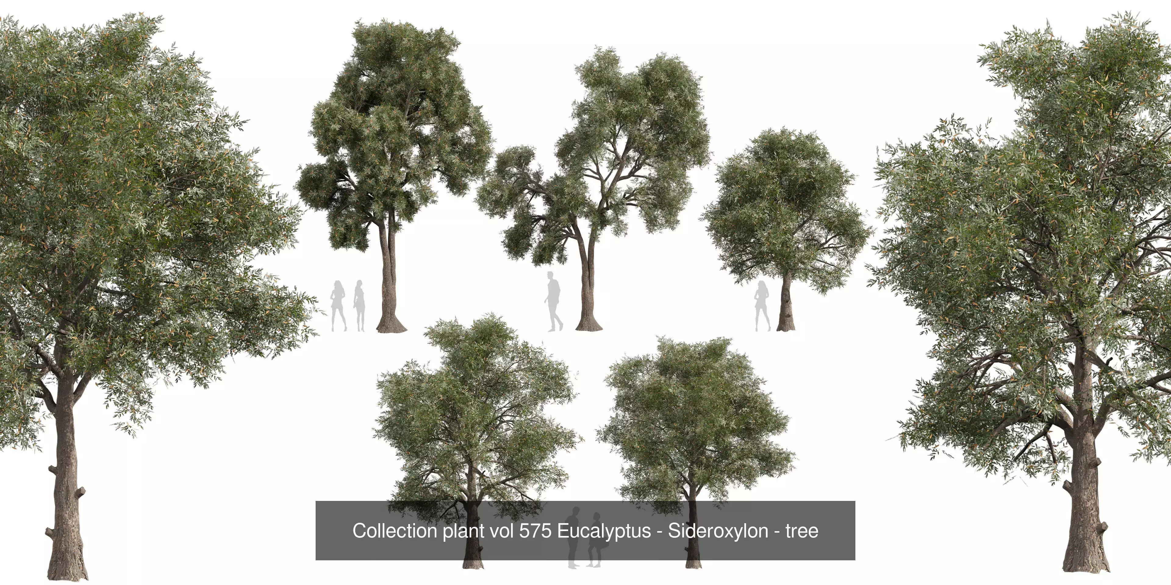 80 High-Quality Eucalyptus Tree Models Pack 3D Model Collection_15