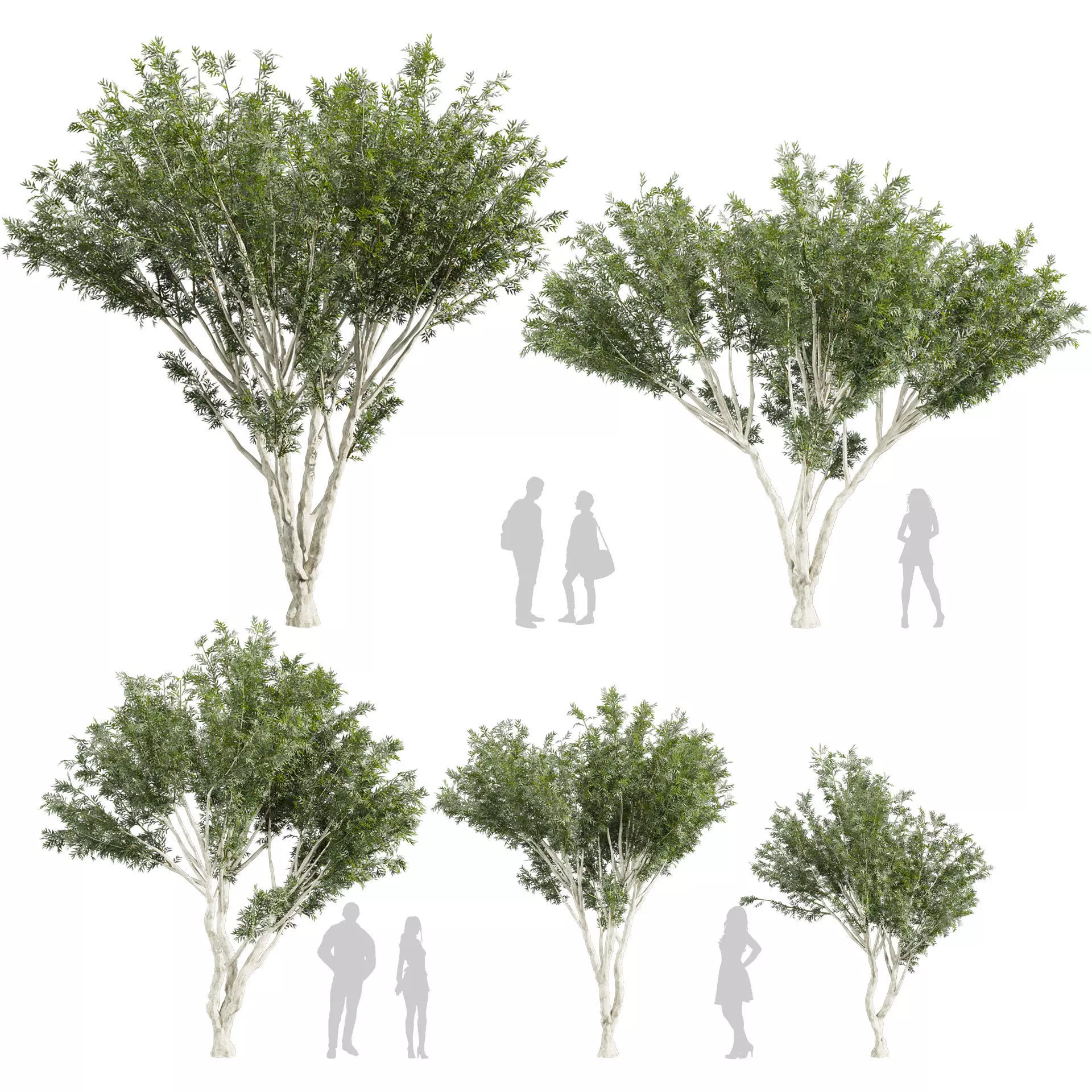 80 High-Quality Eucalyptus Tree Models Pack 3D Model Collection_28