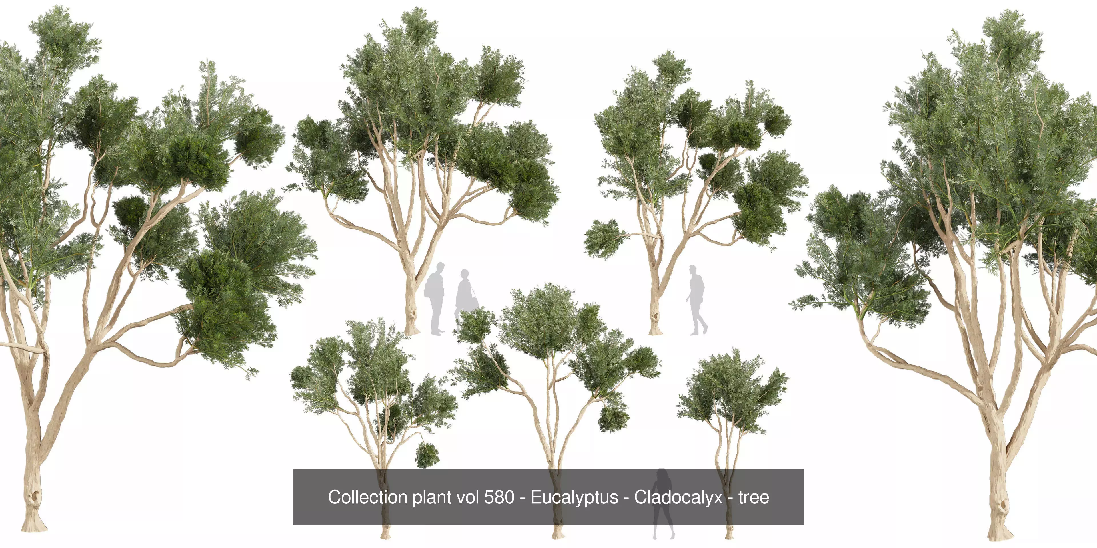 80 High-Quality Eucalyptus Tree Models Pack 3D Model Collection_35
