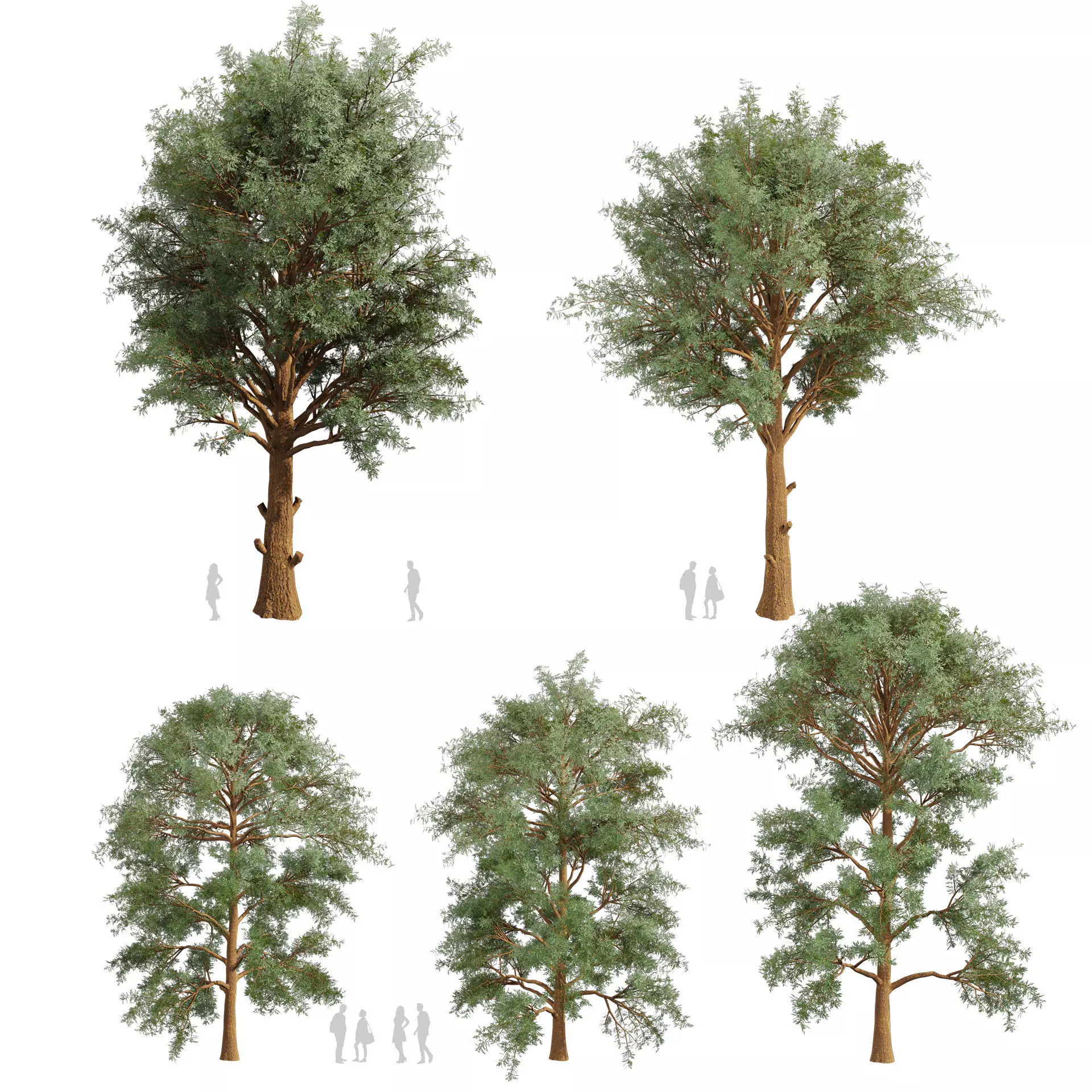 80 High-Quality Eucalyptus Tree Models Pack 3D Model Collection_30