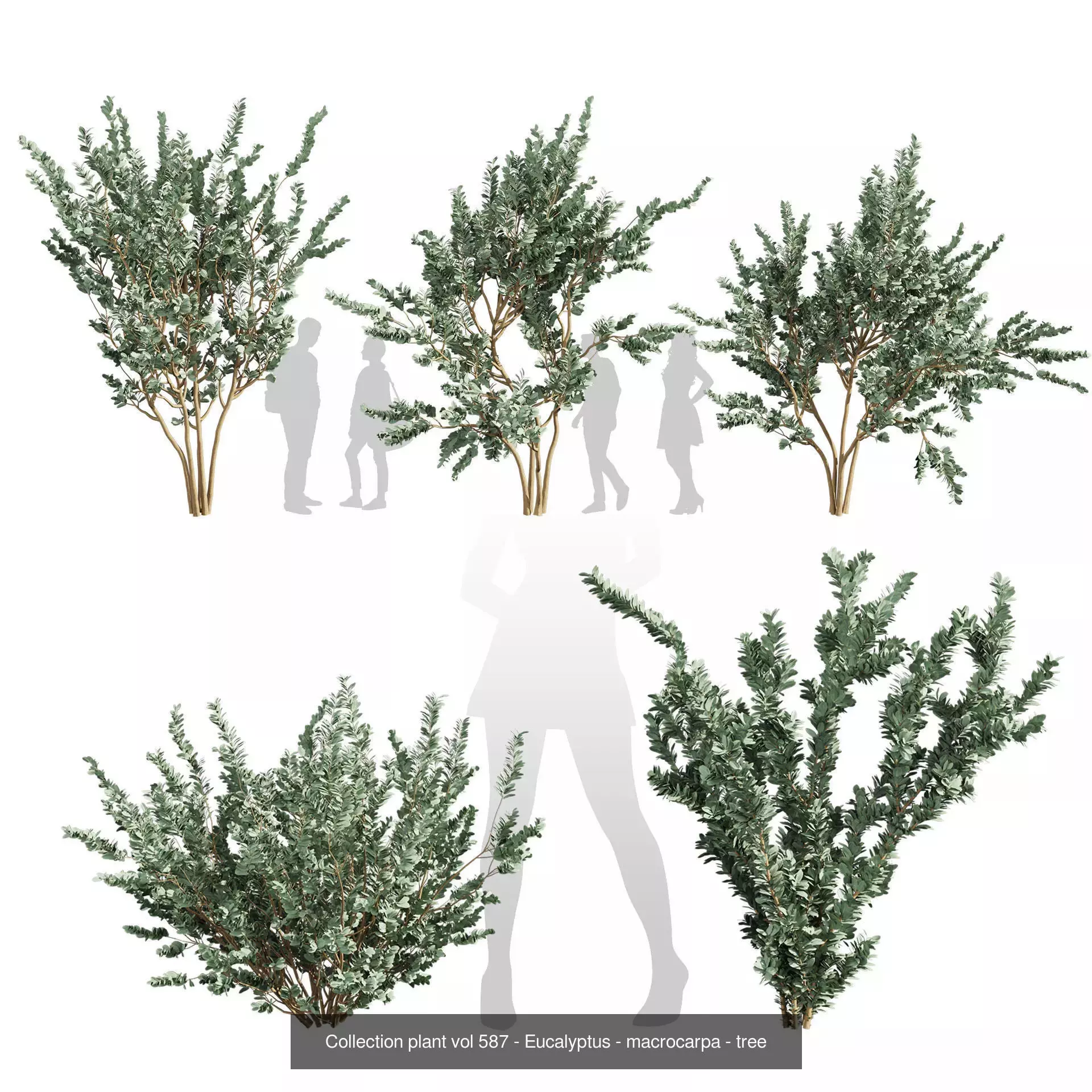80 High-Quality Eucalyptus Tree Models Pack 3D Model Collection_48