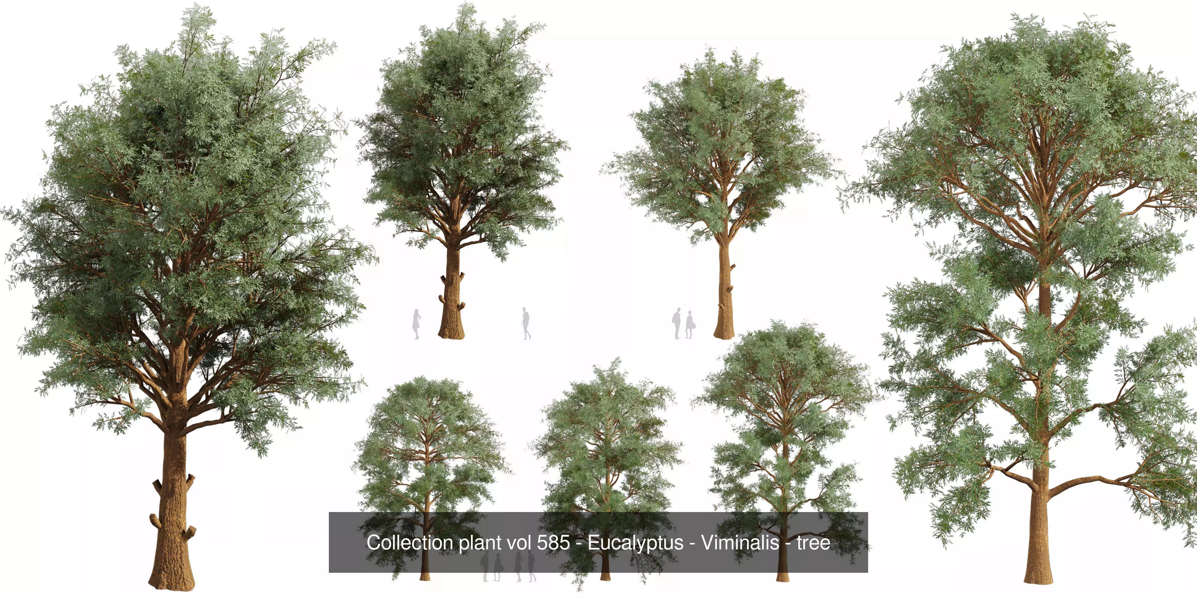 80 High-Quality Eucalyptus Tree Models Pack 3D Model Collection_47