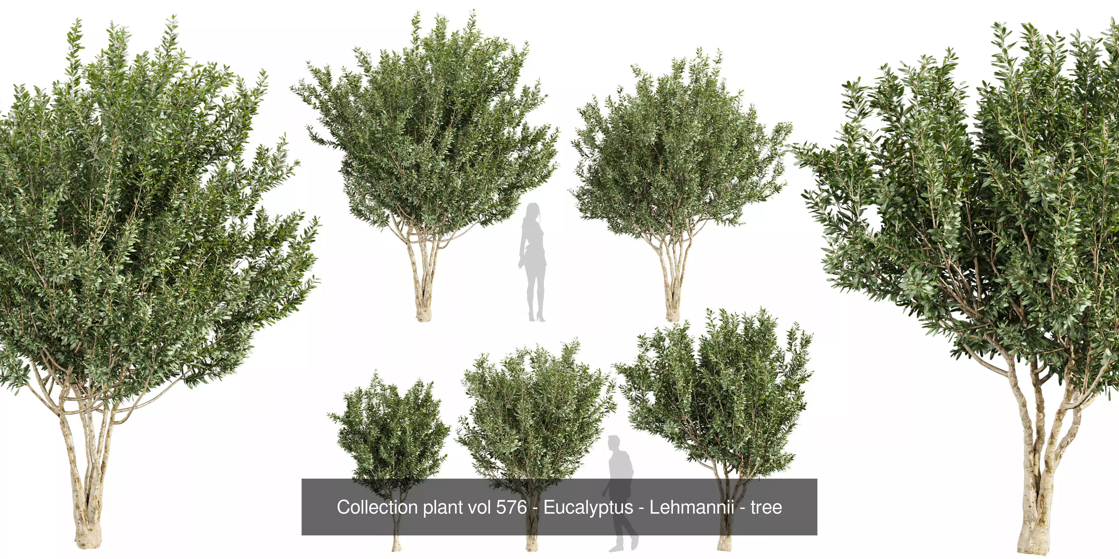 80 High-Quality Eucalyptus Tree Models Pack 3D Model Collection_19