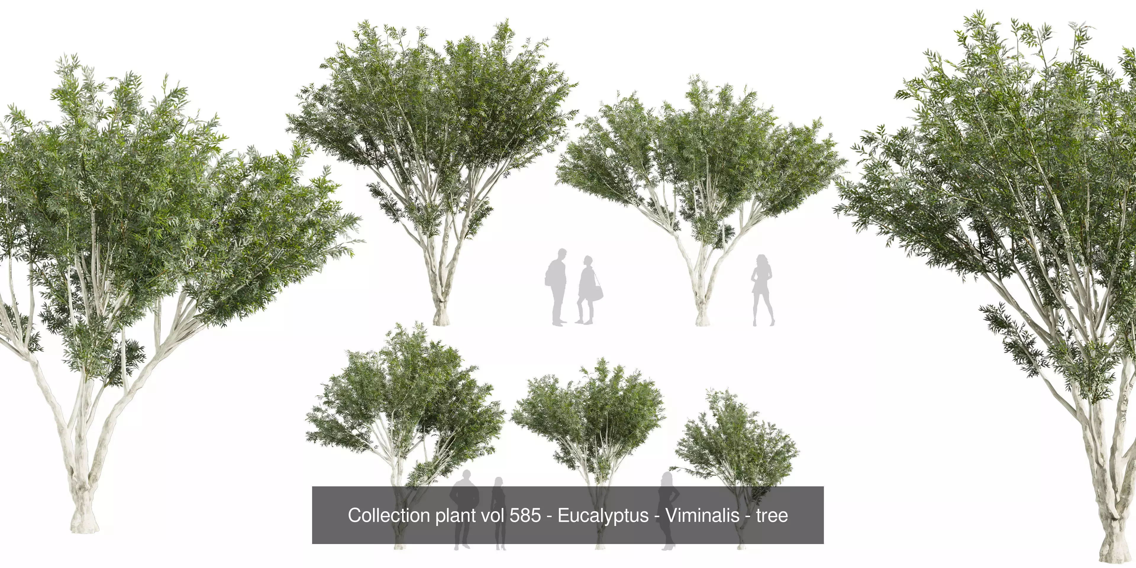 80 High-Quality Eucalyptus Tree Models Pack 3D Model Collection_45