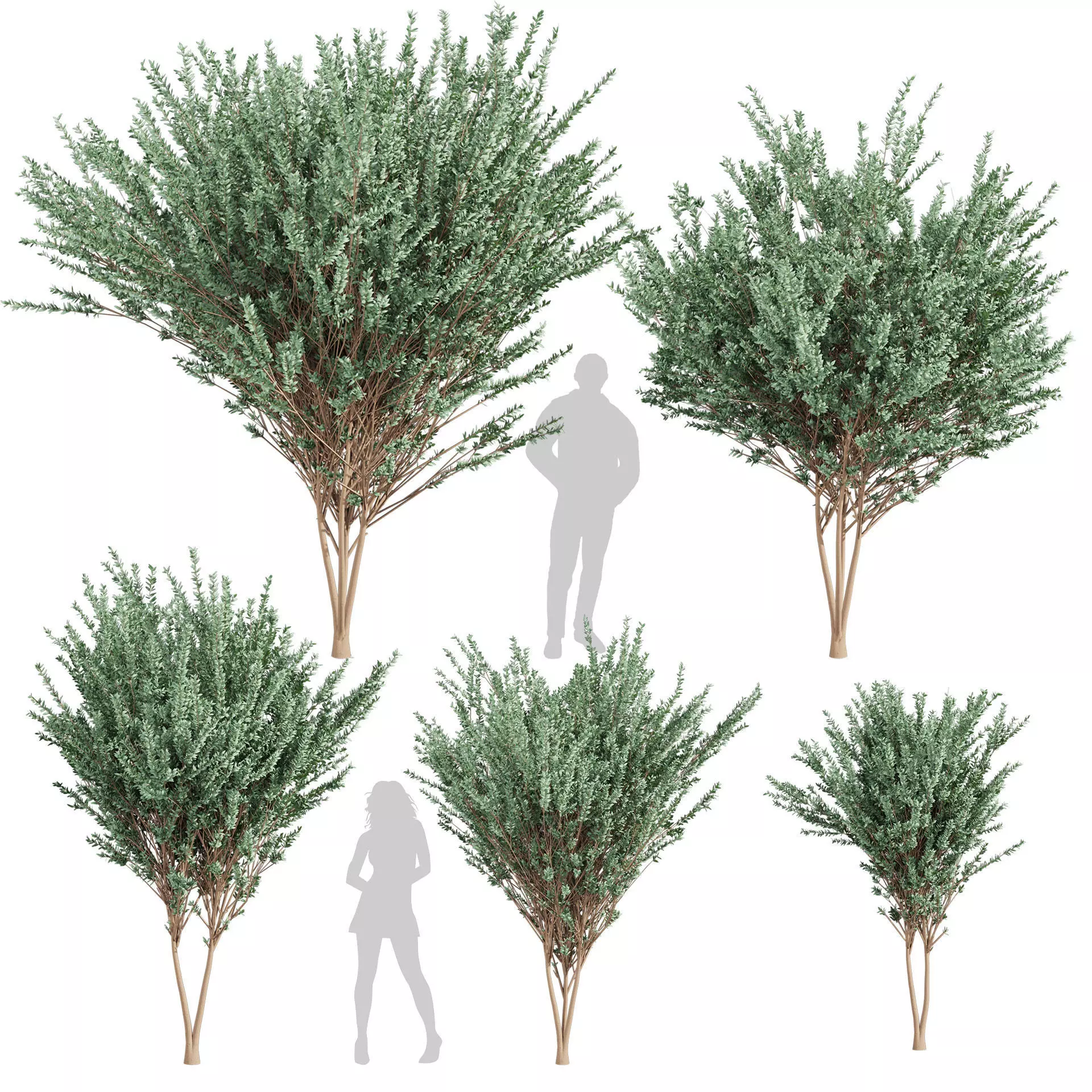 80 High-Quality Eucalyptus Tree Models Pack 3D Model Collection_14