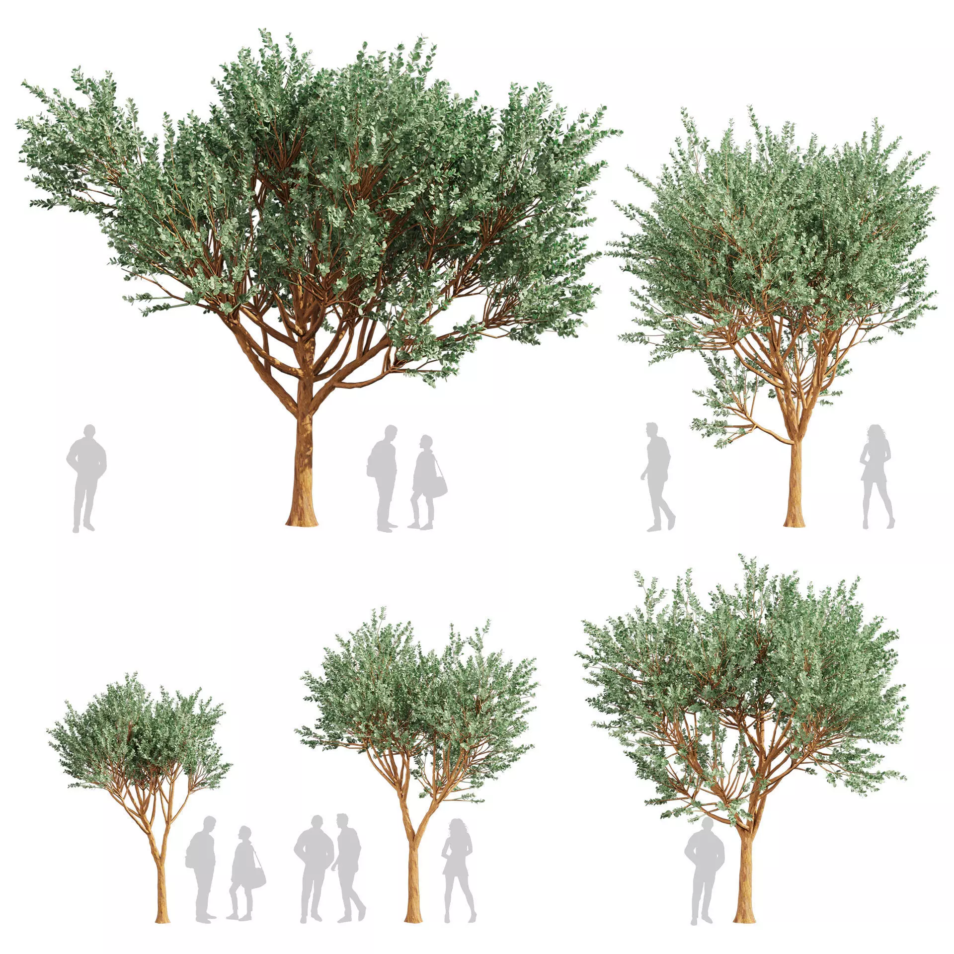 80 High-Quality Eucalyptus Tree Models Pack 3D Model Collection_34