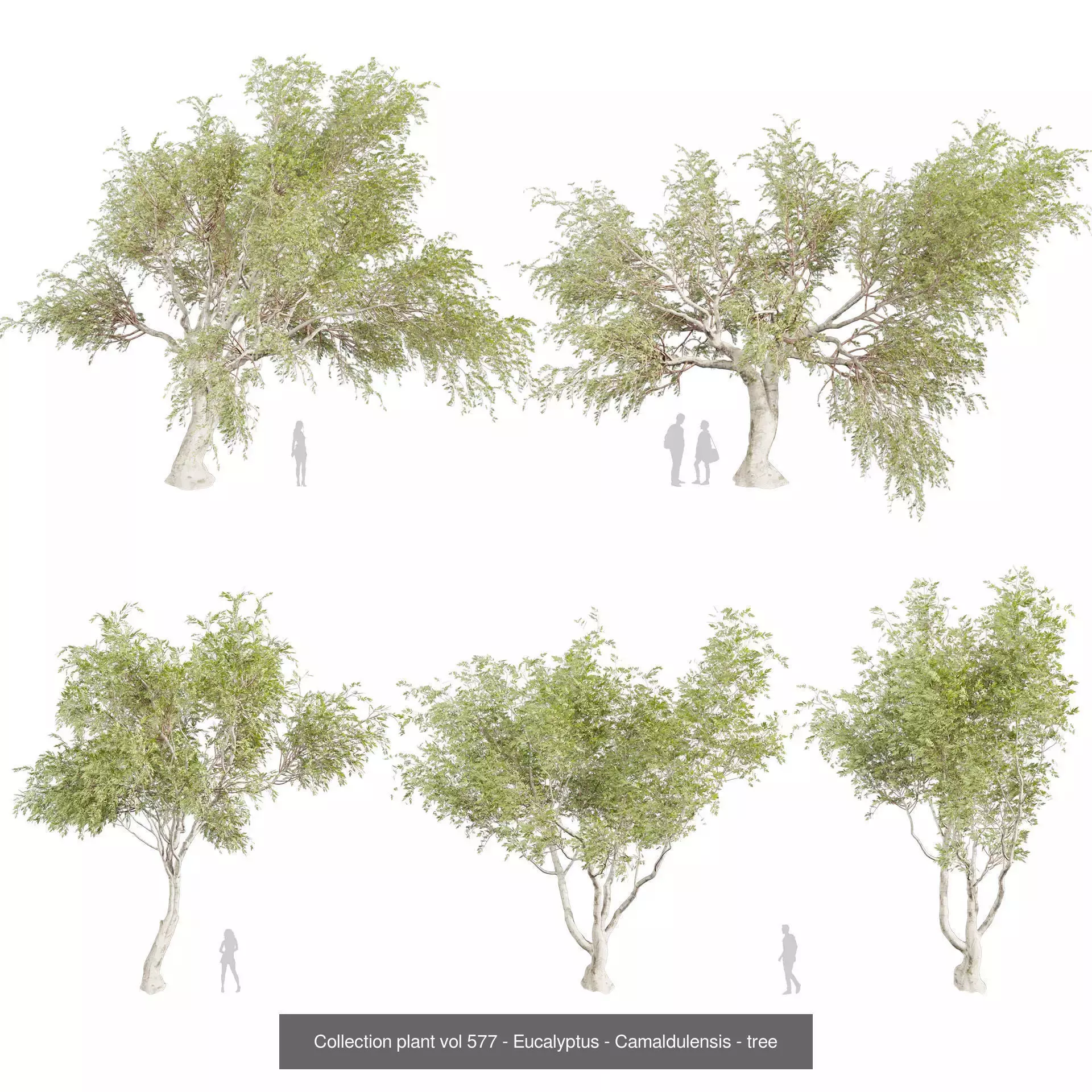 80 High-Quality Eucalyptus Tree Models Pack 3D Model Collection_21