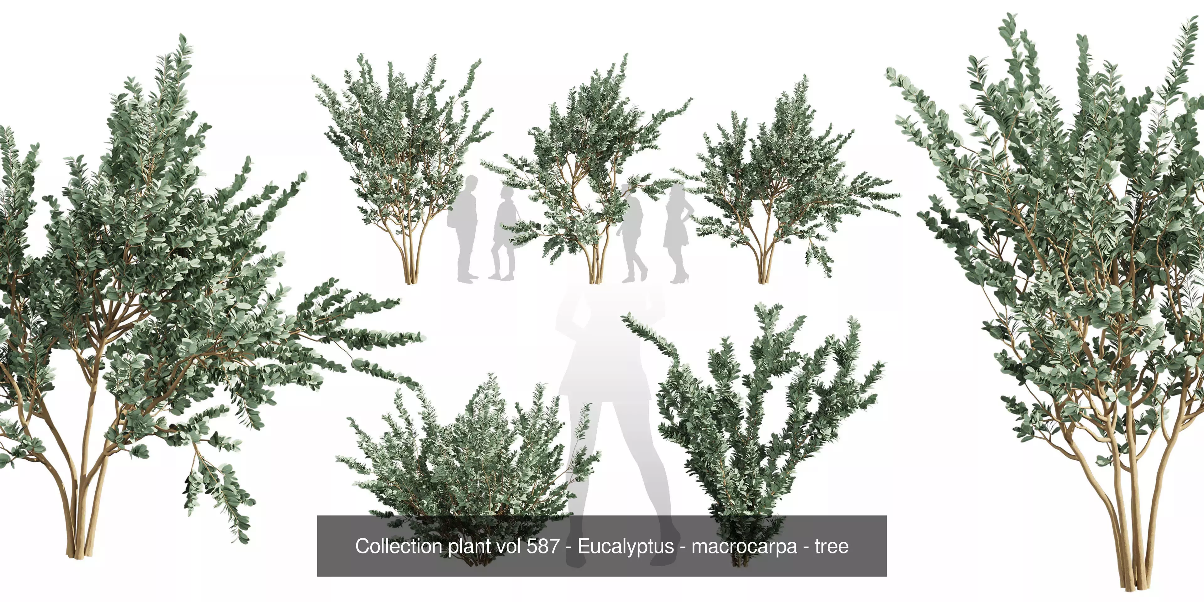 80 High-Quality Eucalyptus Tree Models Pack 3D Model Collection_49