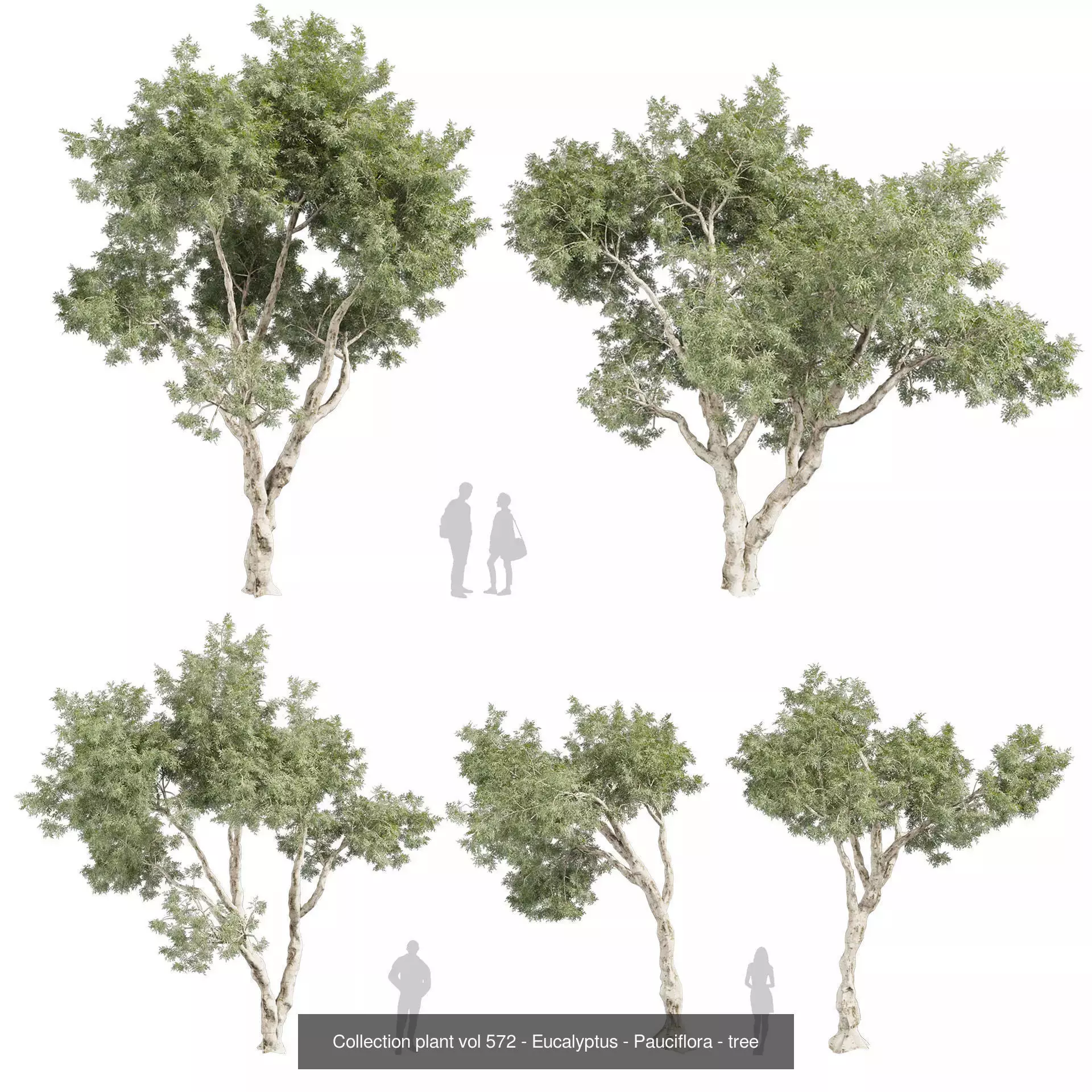 80 High-Quality Eucalyptus Tree Models Pack 3D Model Collection_5