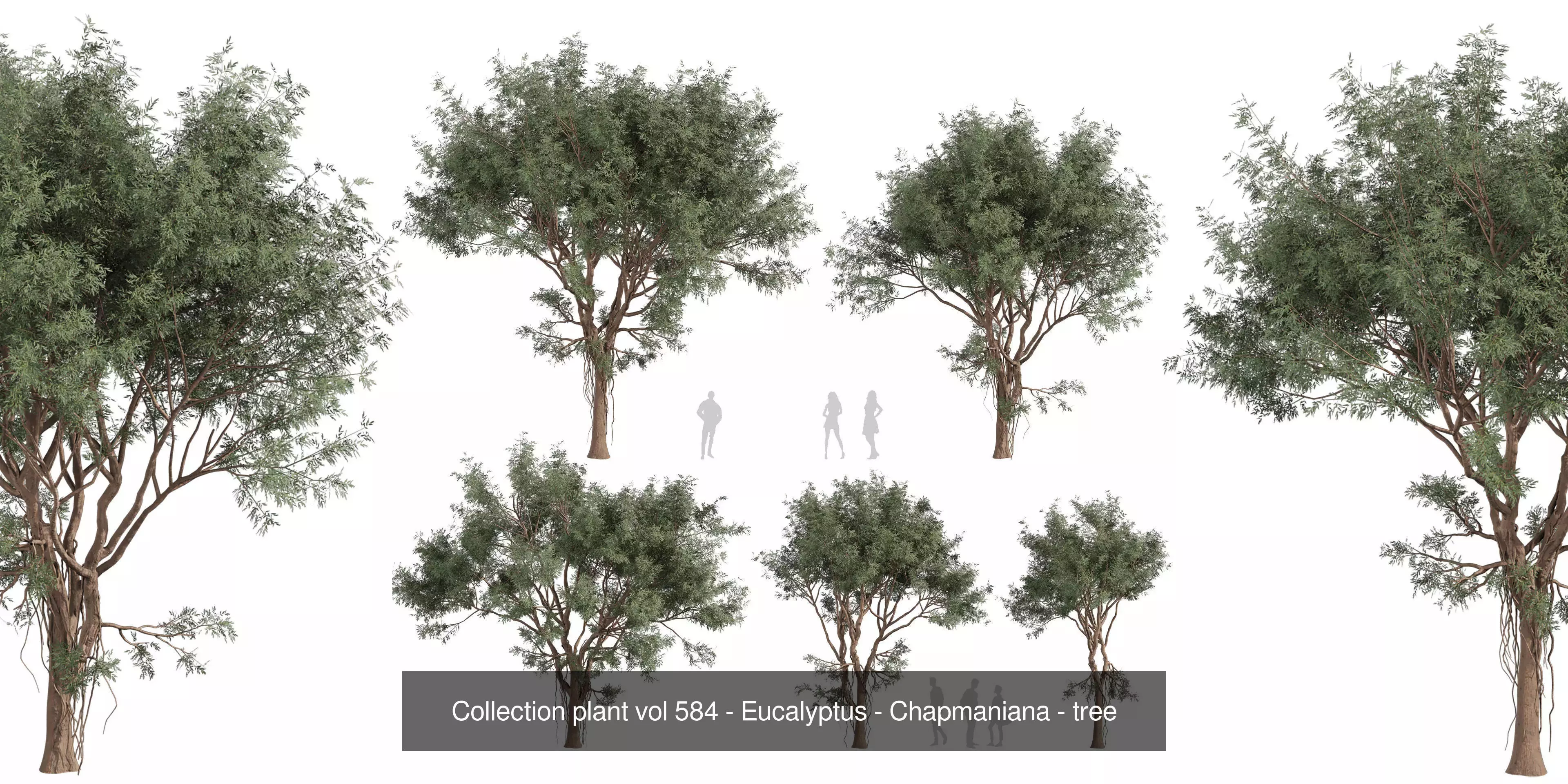 80 High-Quality Eucalyptus Tree Models Pack 3D Model Collection_43