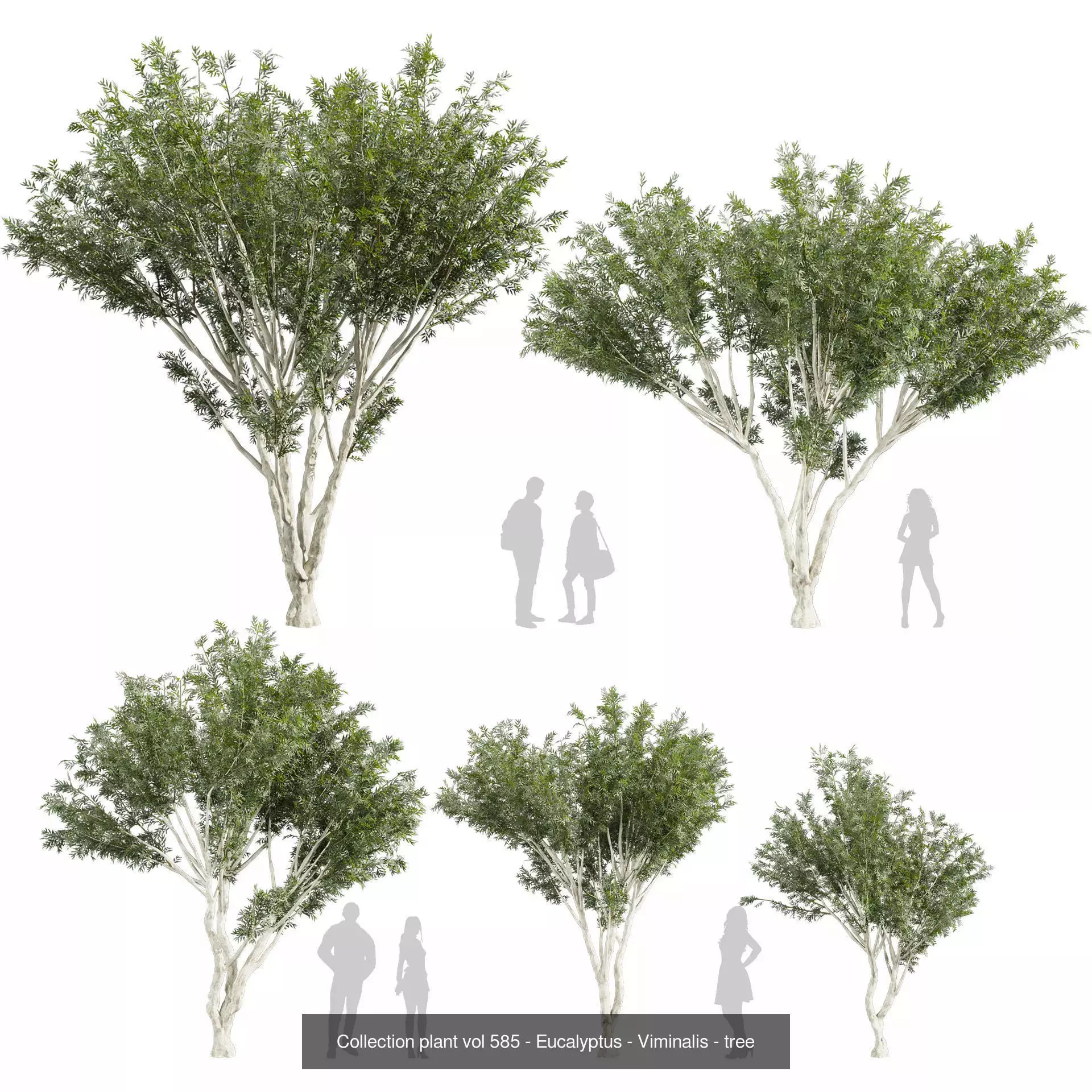 80 High-Quality Eucalyptus Tree Models Pack 3D Model Collection_44