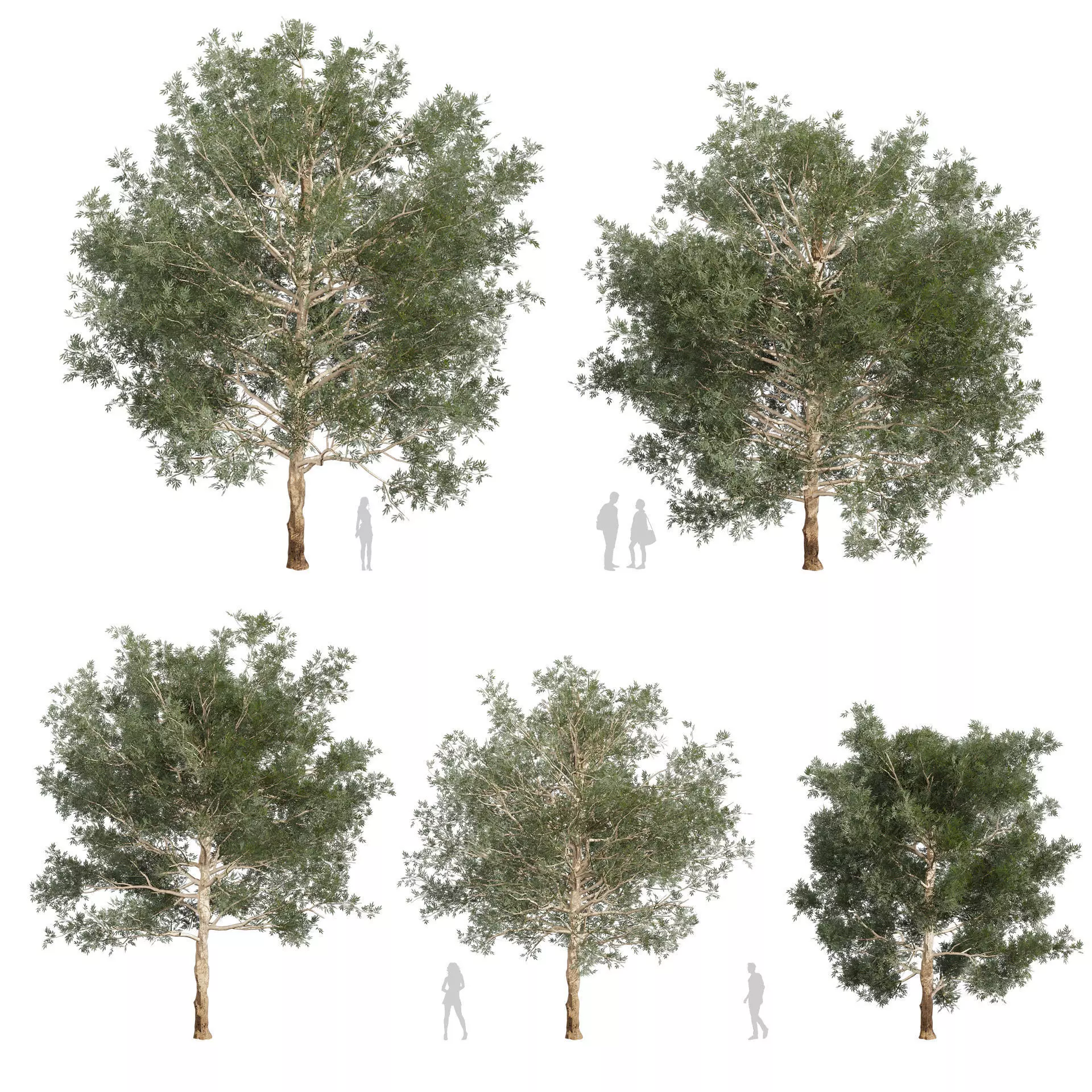 80 High-Quality Eucalyptus Tree Models Pack 3D Model Collection_20